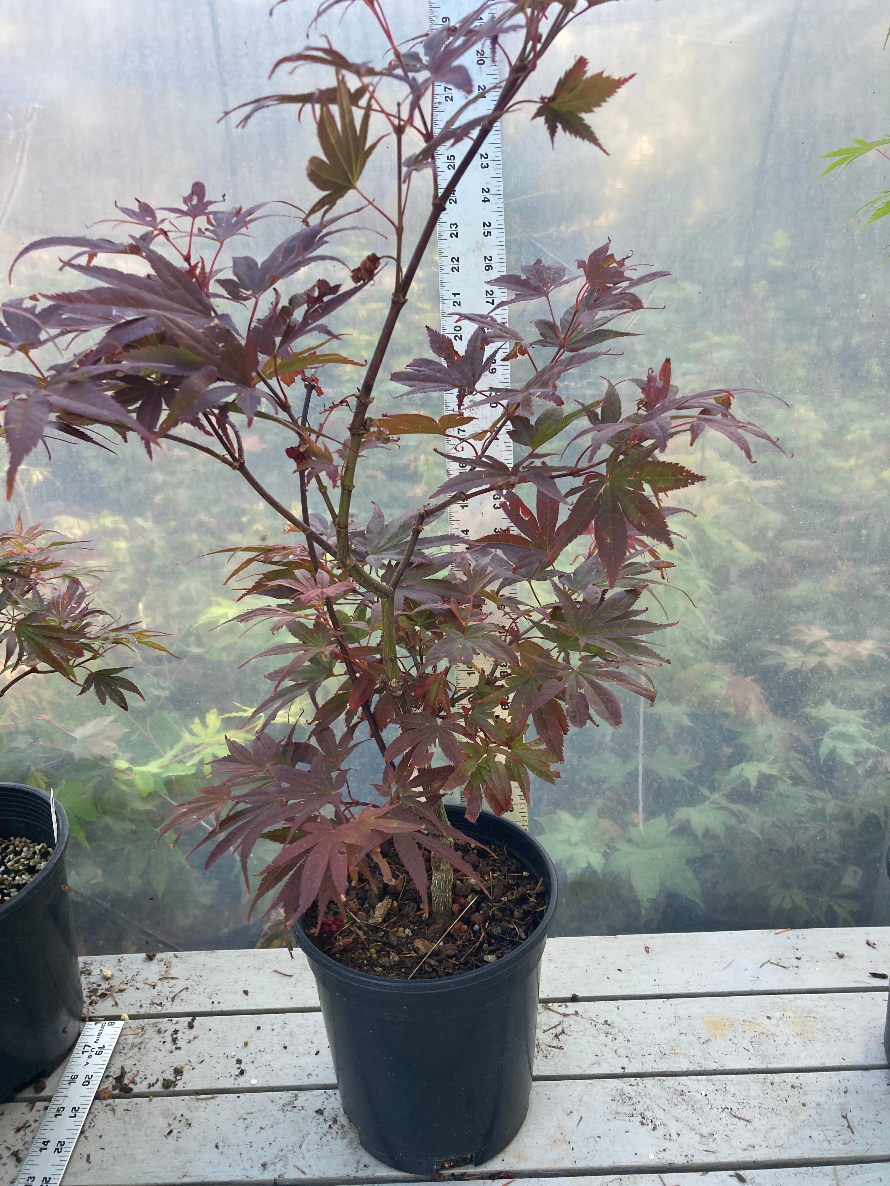 Pixie Pre Bonsai 2-3 yr (#31)