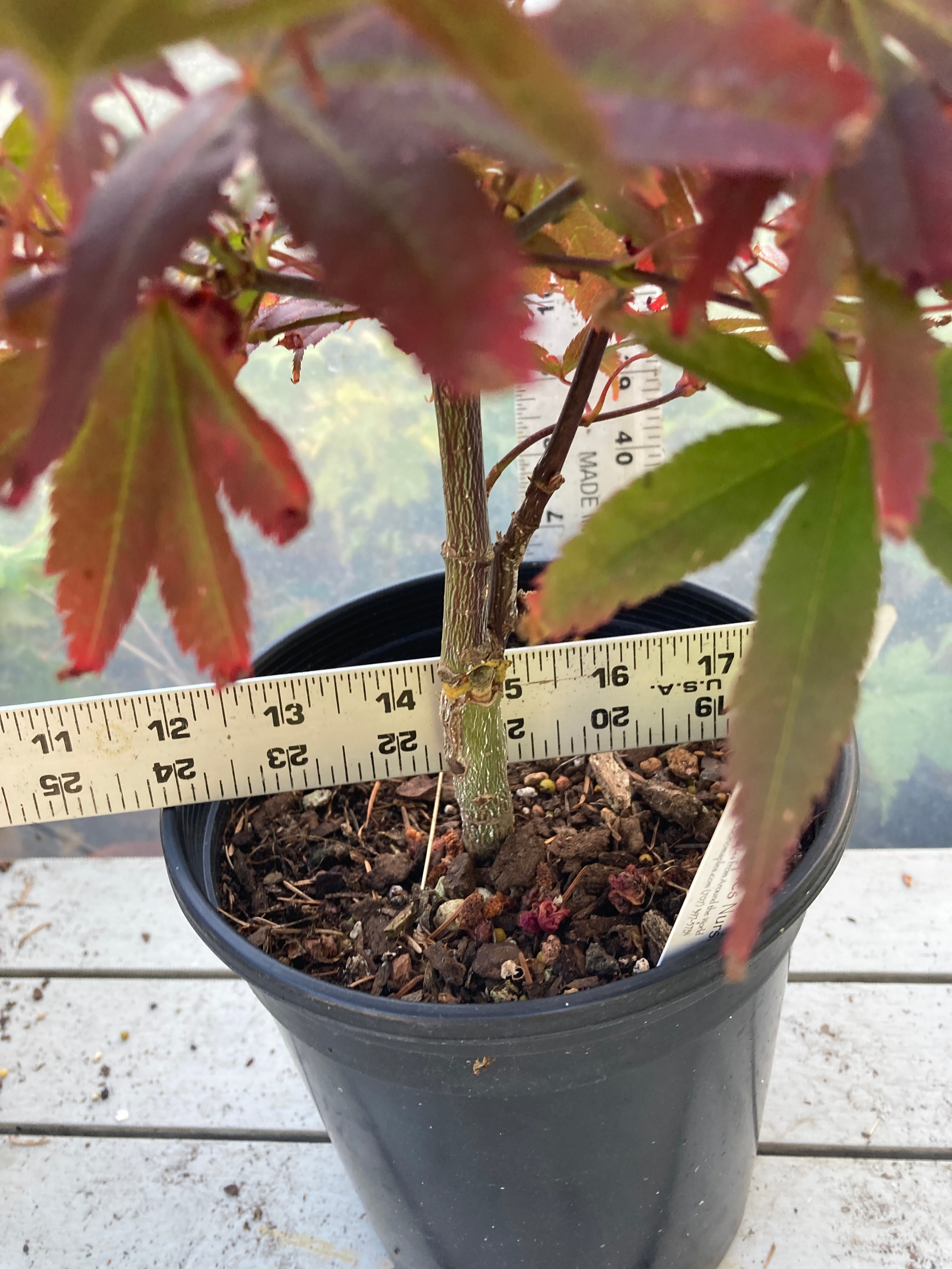 Pixie Pre Bonsai 2-3 yr (#31)