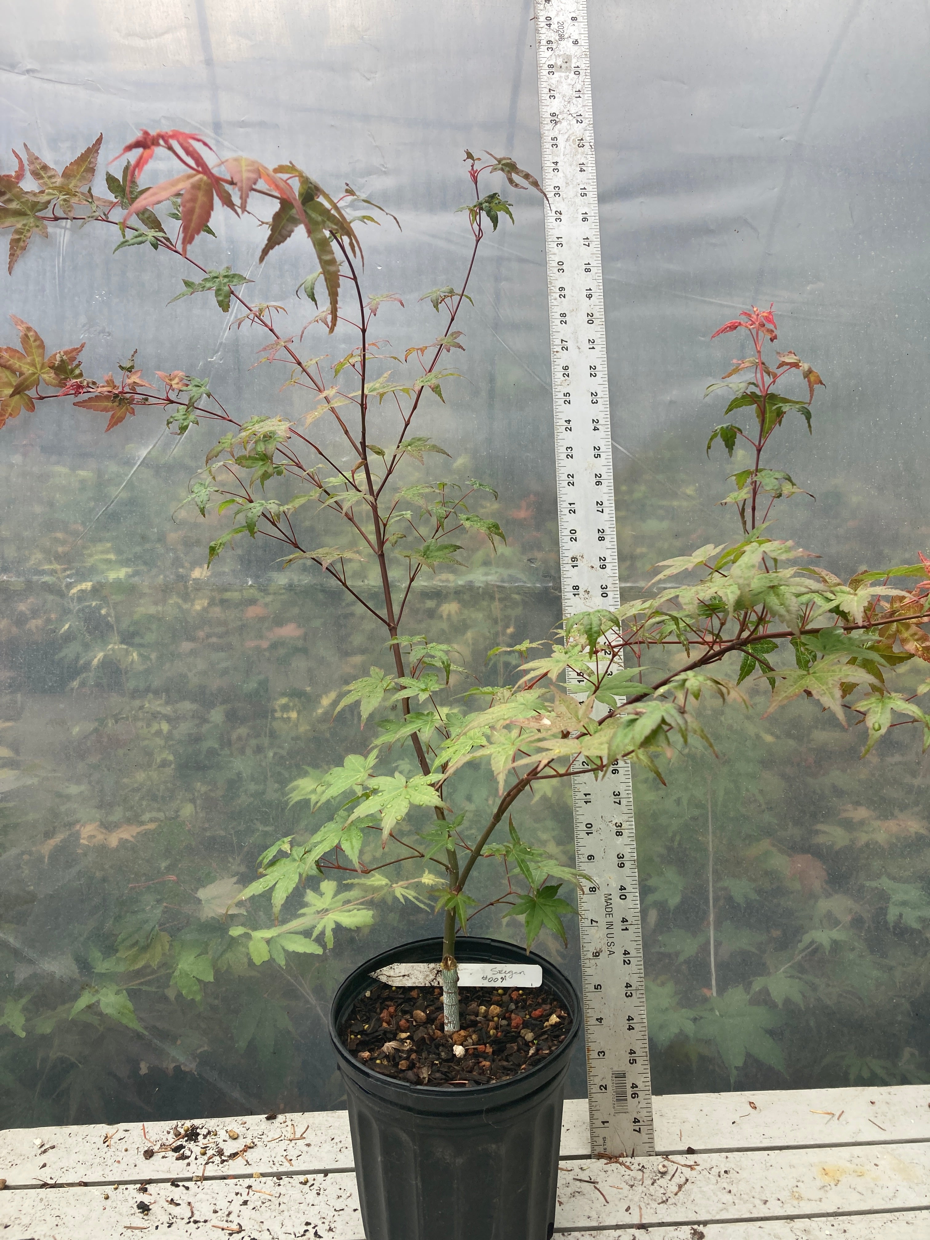 Seigen Pre-Bonsai 3 Year (#009)