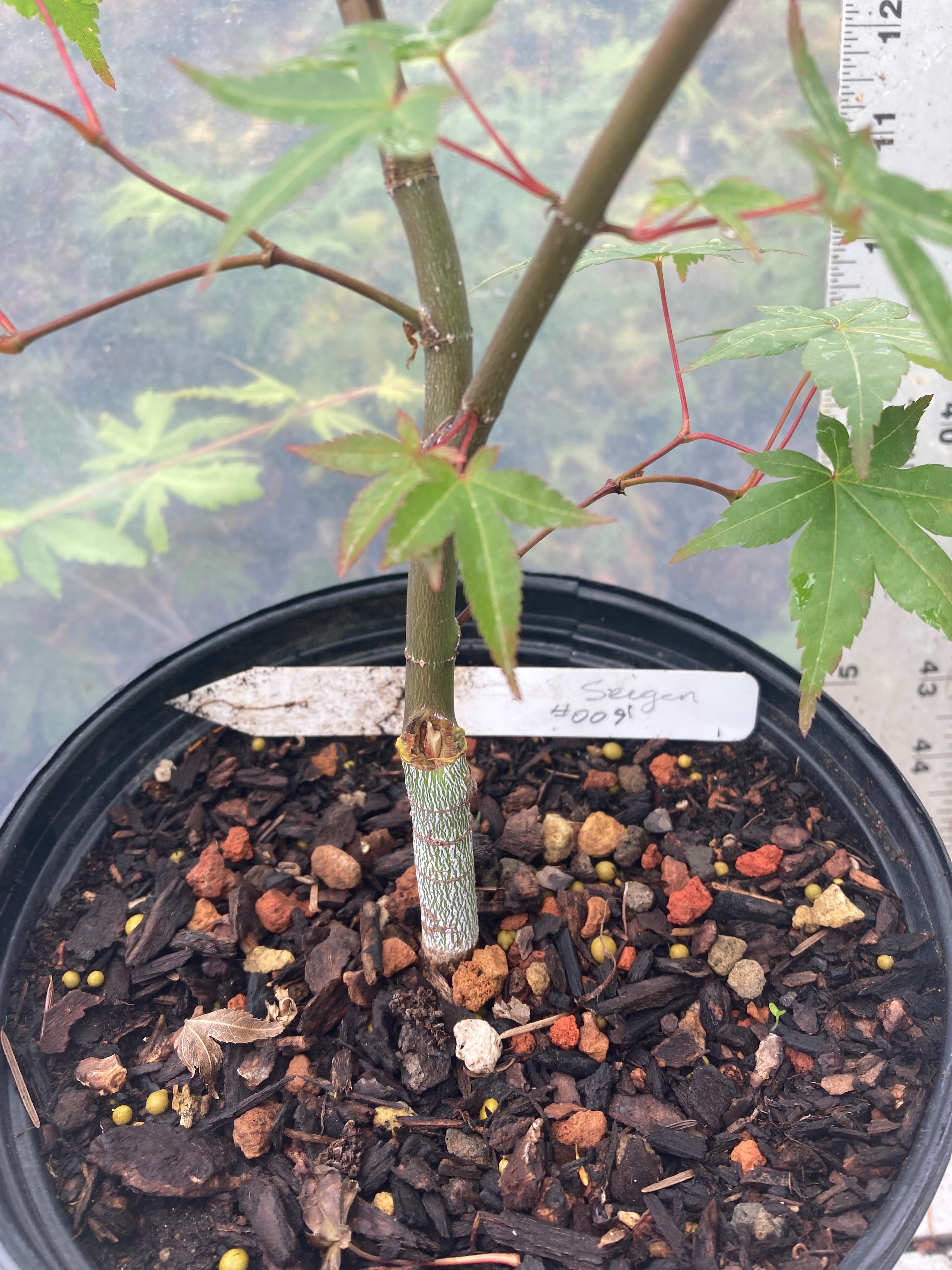 Seigen Pre-Bonsai 3 Year (#009)