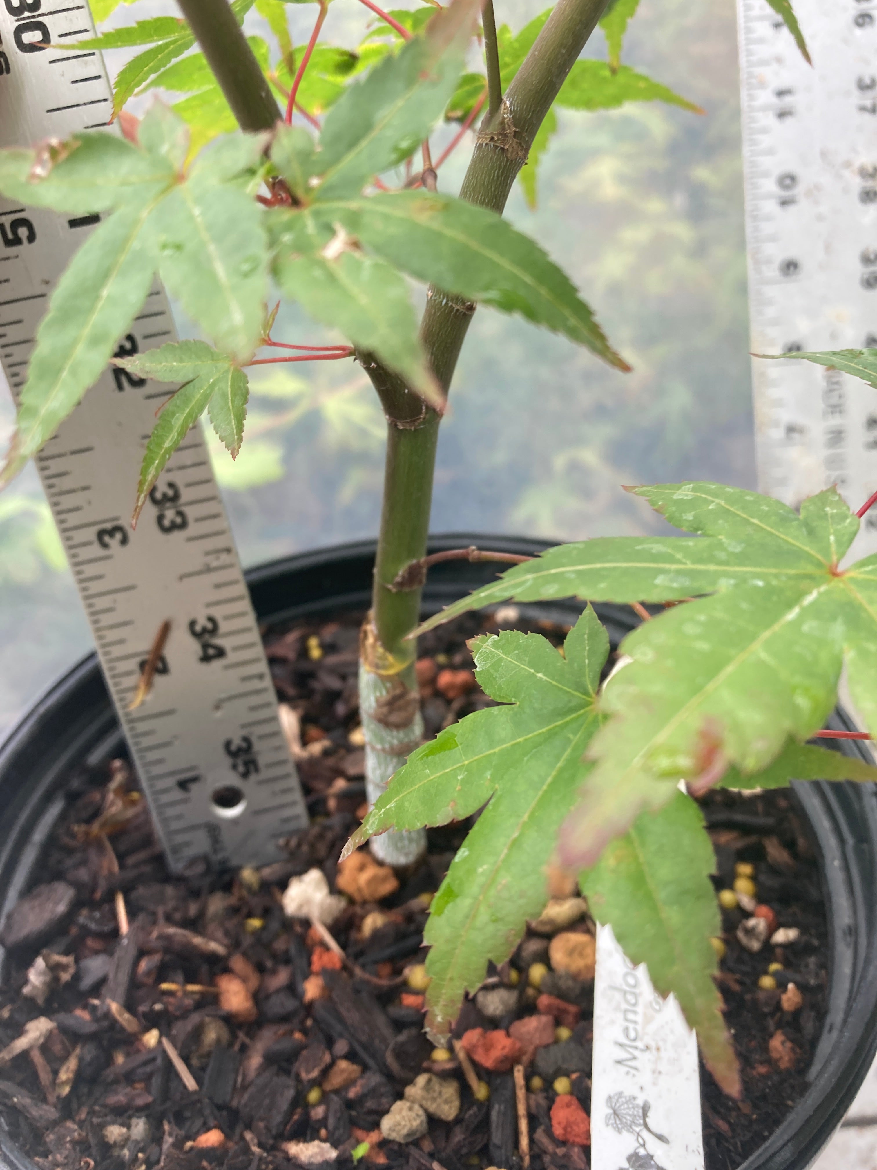 Seigen Pre-Bonsai 3 Year (#009)