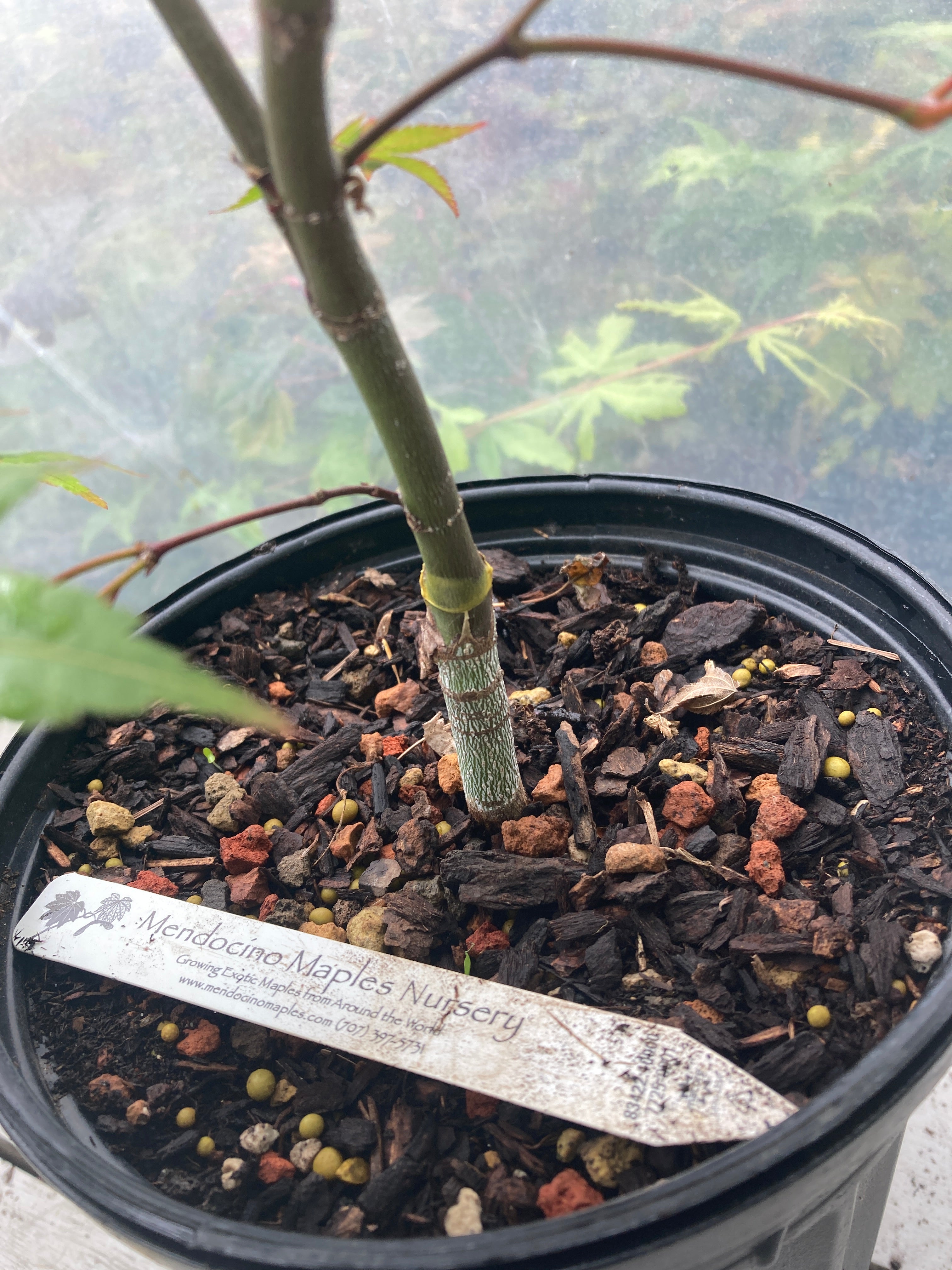 Seigen Pre-Bonsai 3 Year (#009)