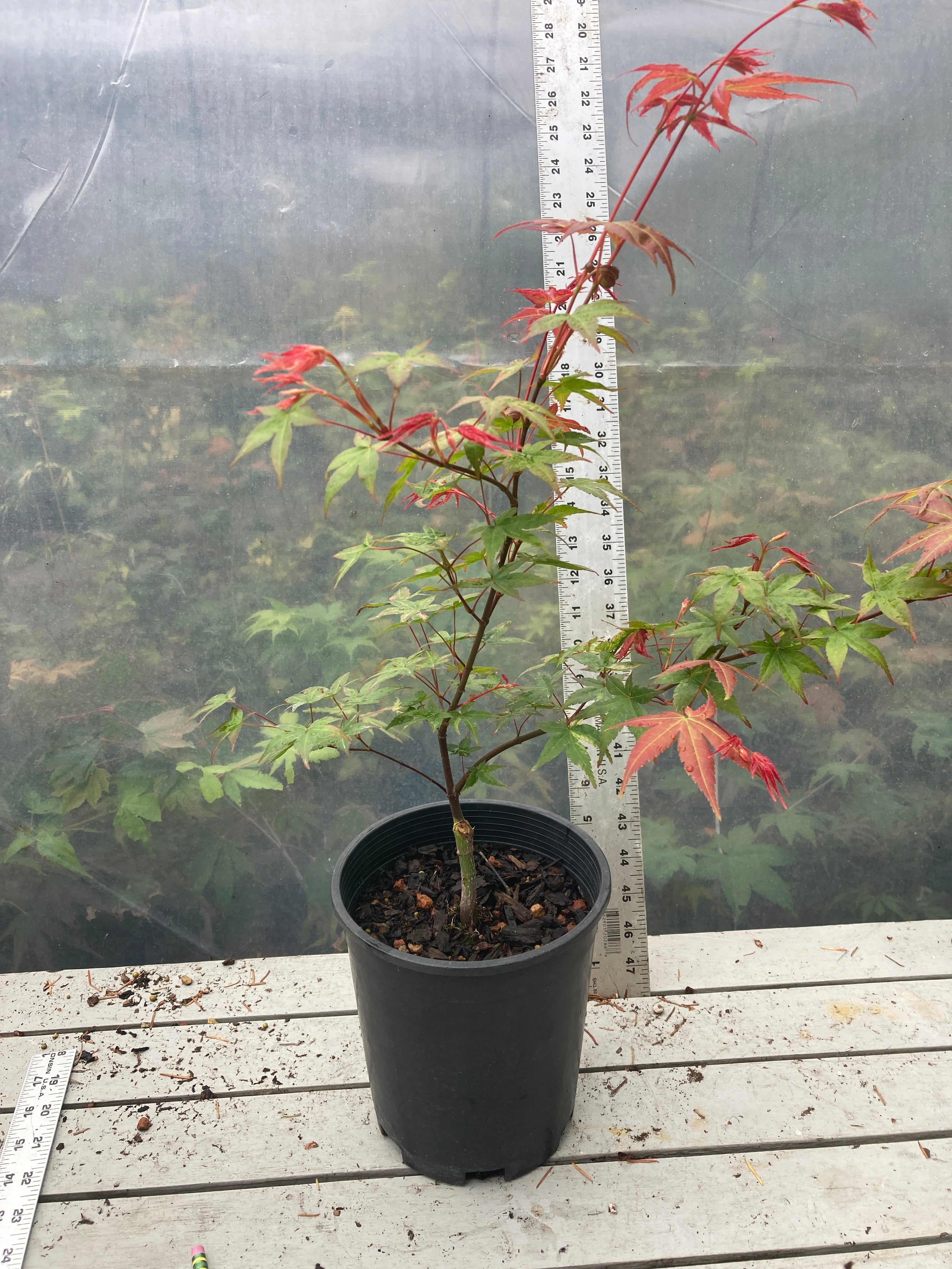 Seigen/ Kaleidoscope Pre-Bonsai 3 Year (#010)