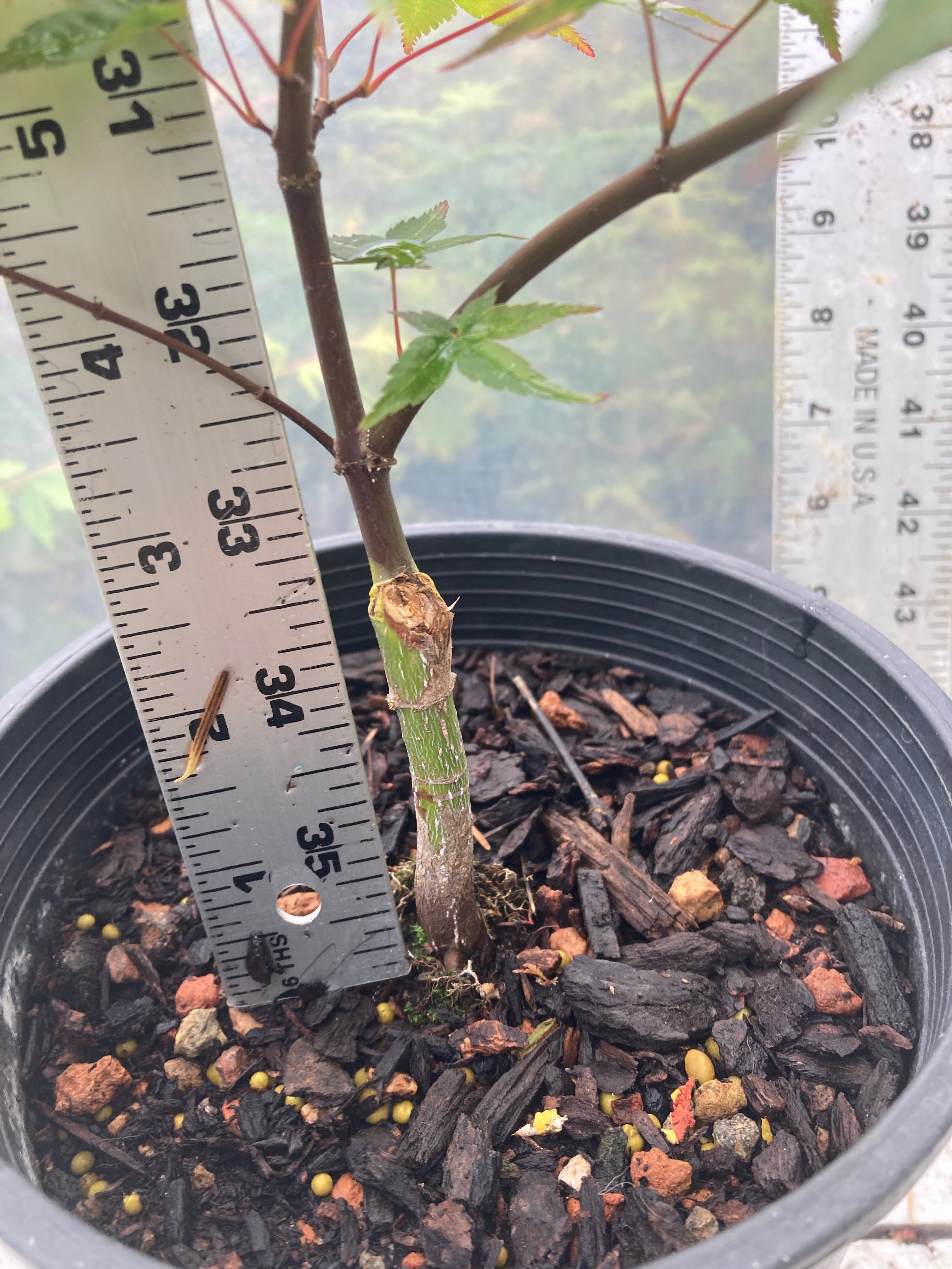 Seigen/ Kaleidoscope Pre-Bonsai 3 Year (#010)