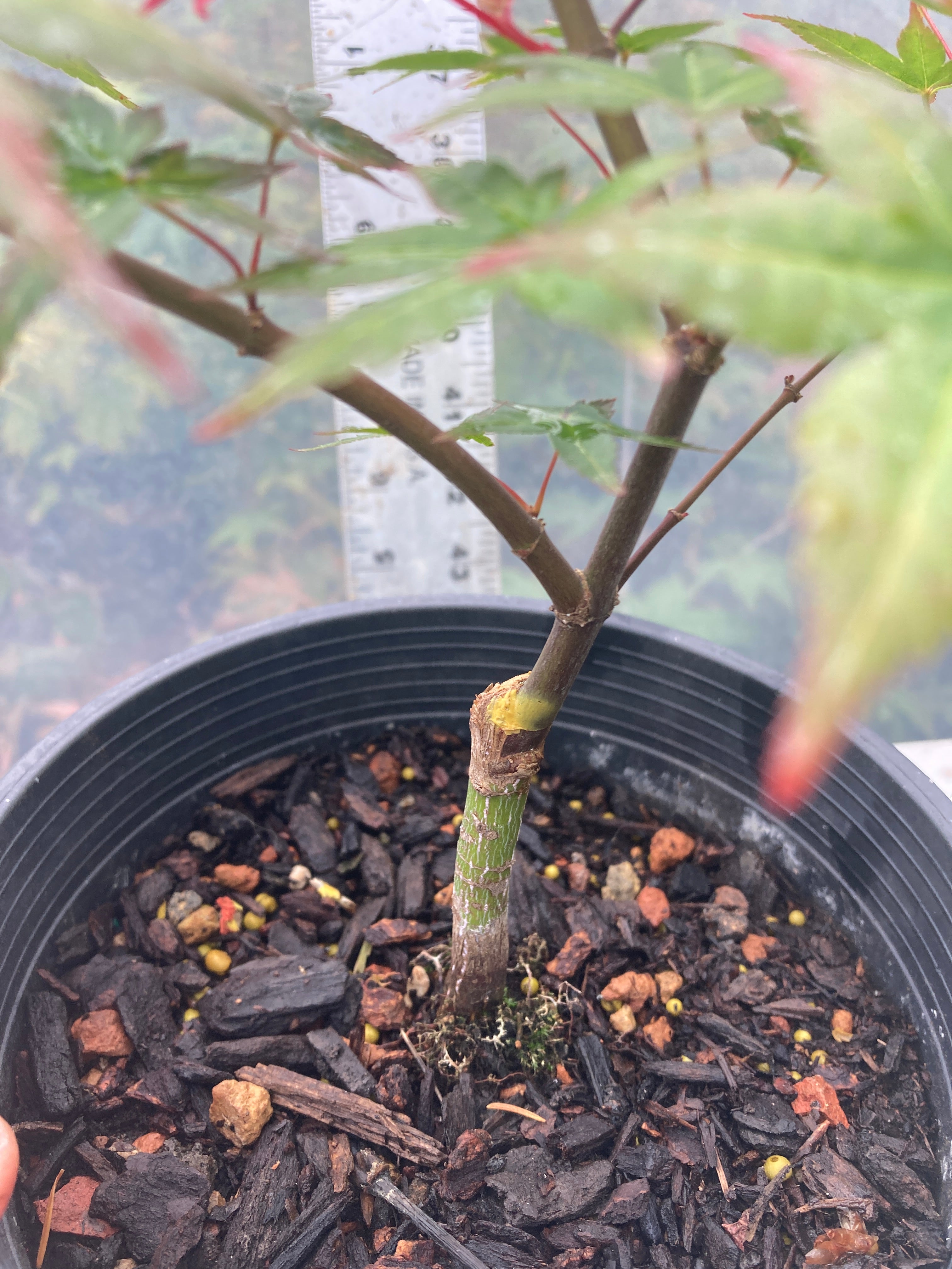 Seigen/ Kaleidoscope Pre-Bonsai 3 Year (#010)