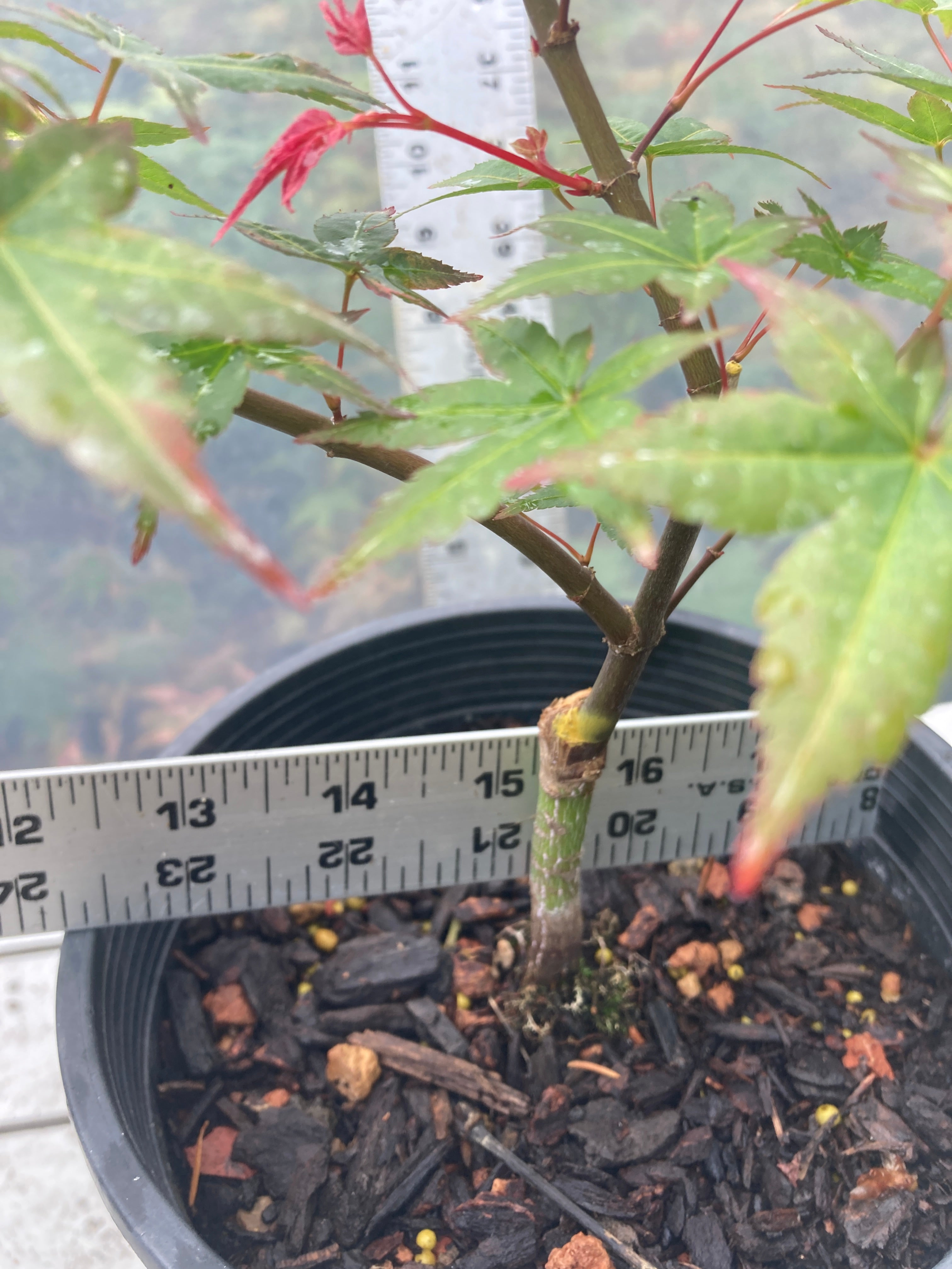 Seigen/ Kaleidoscope Pre-Bonsai 3 Year (#010)