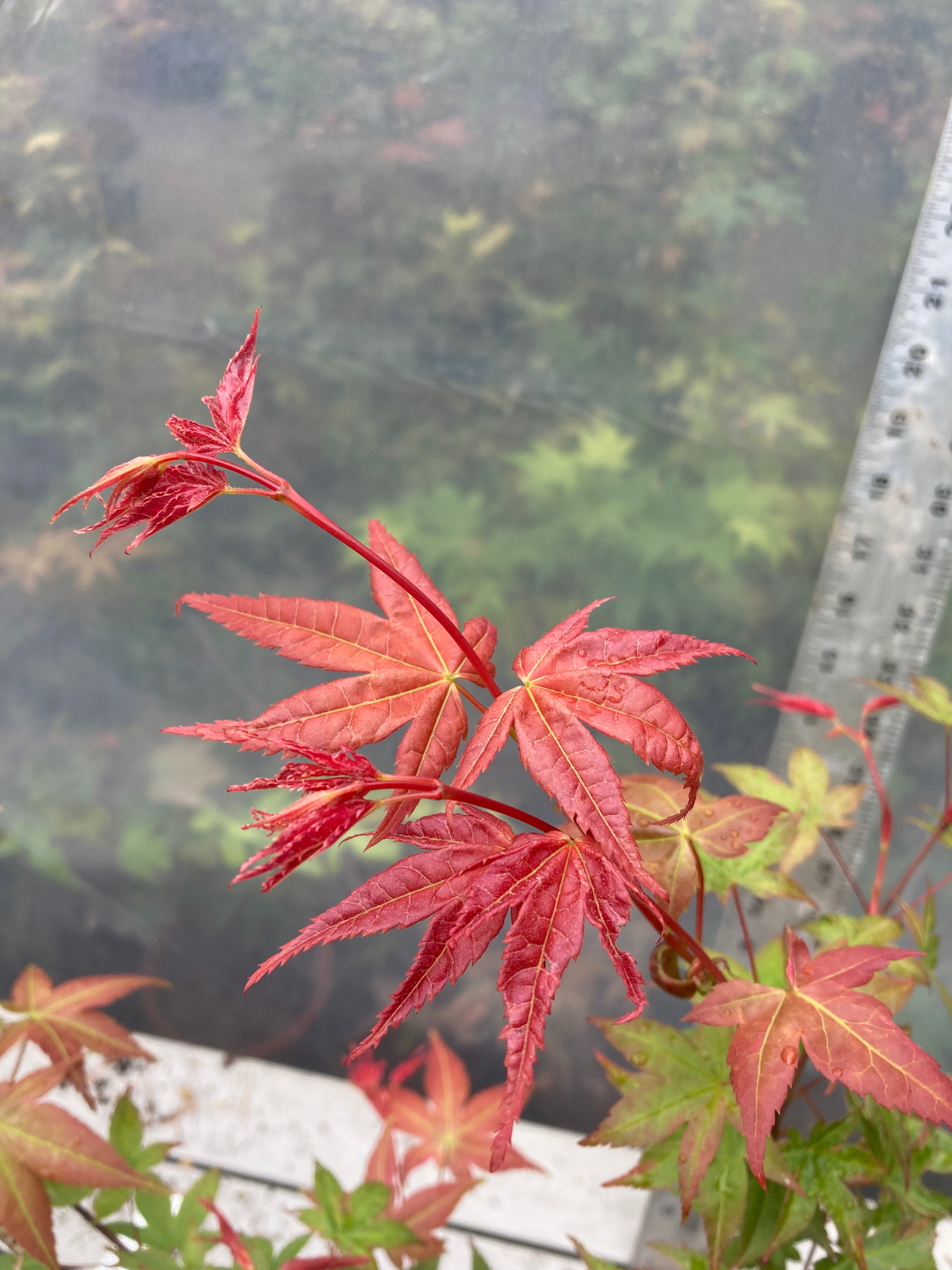 Seigen/ Kaleidoscope Pre-Bonsai 3 Year (#010)