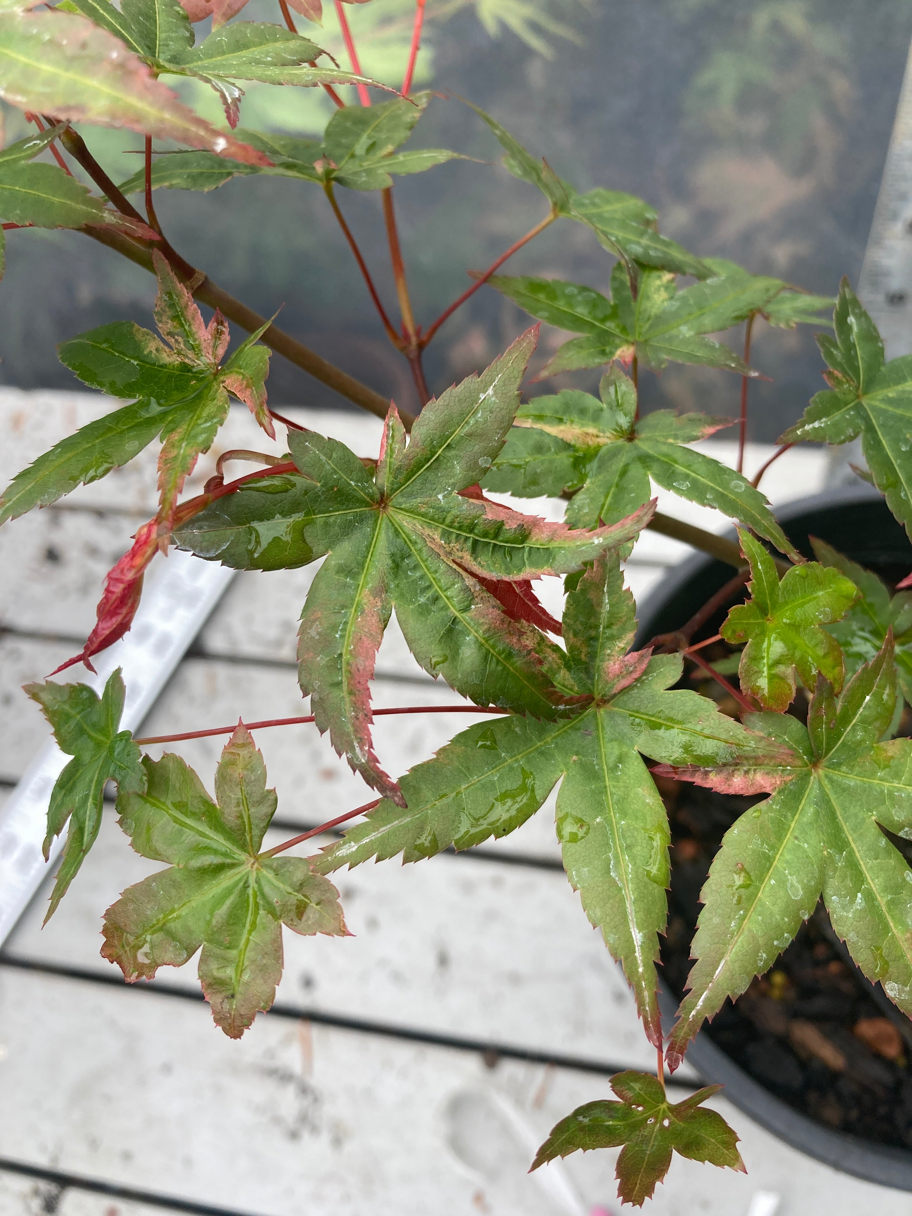 Seigen/ Kaleidoscope Pre-Bonsai 3 Year (#010)