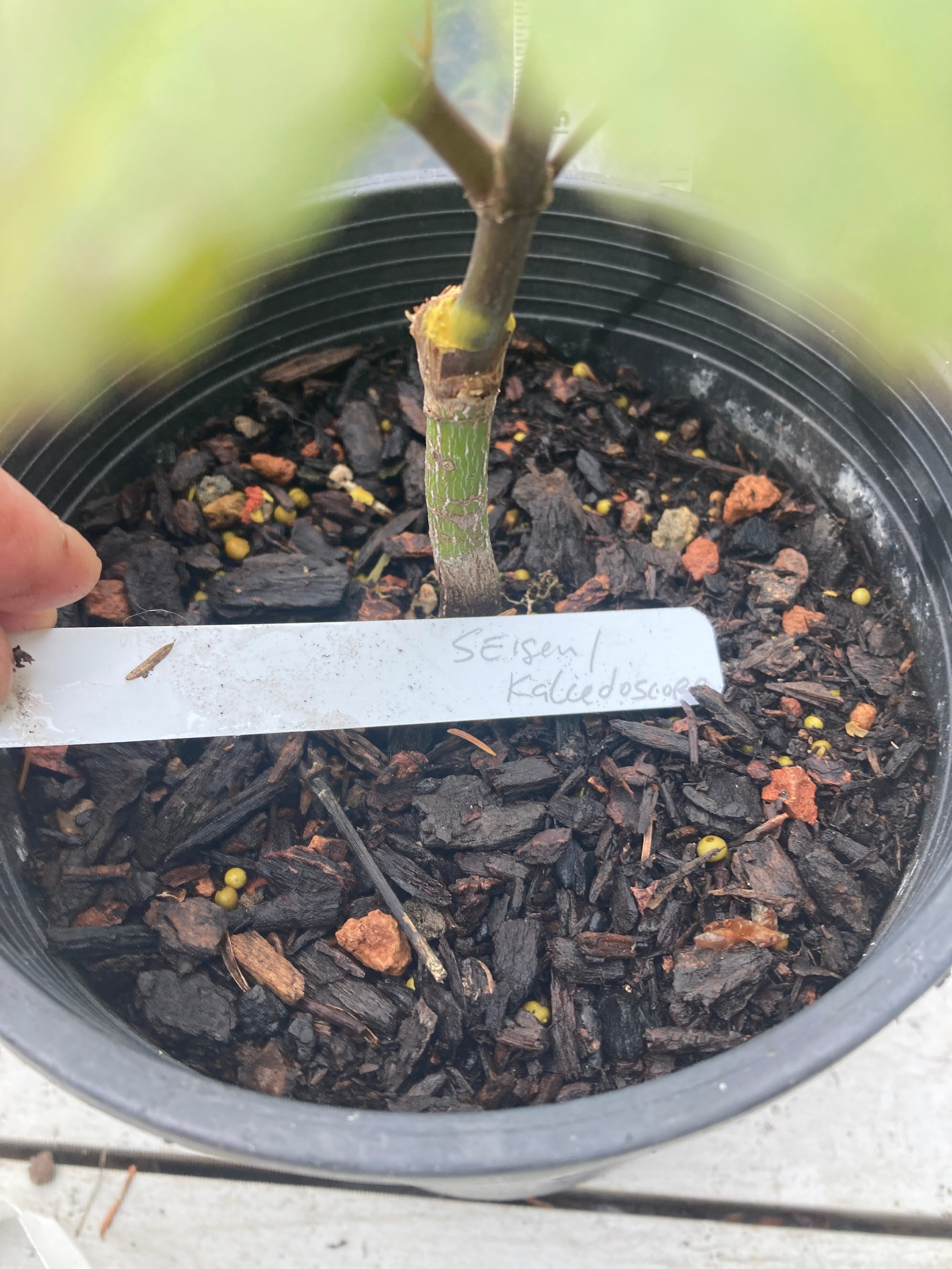 Seigen/ Kaleidoscope Pre-Bonsai 3 Year (#010)