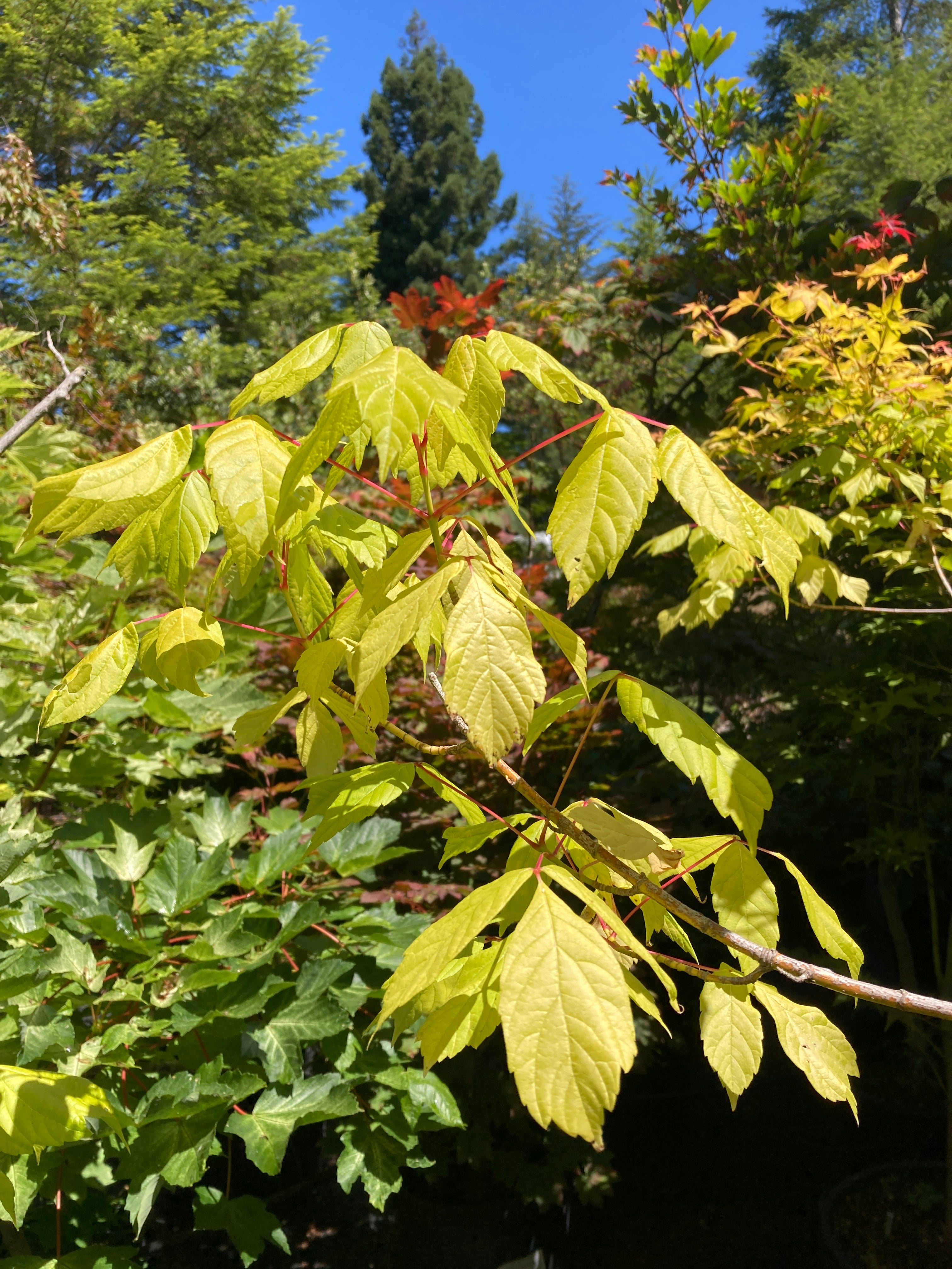 Acer negundo Winter Lightning