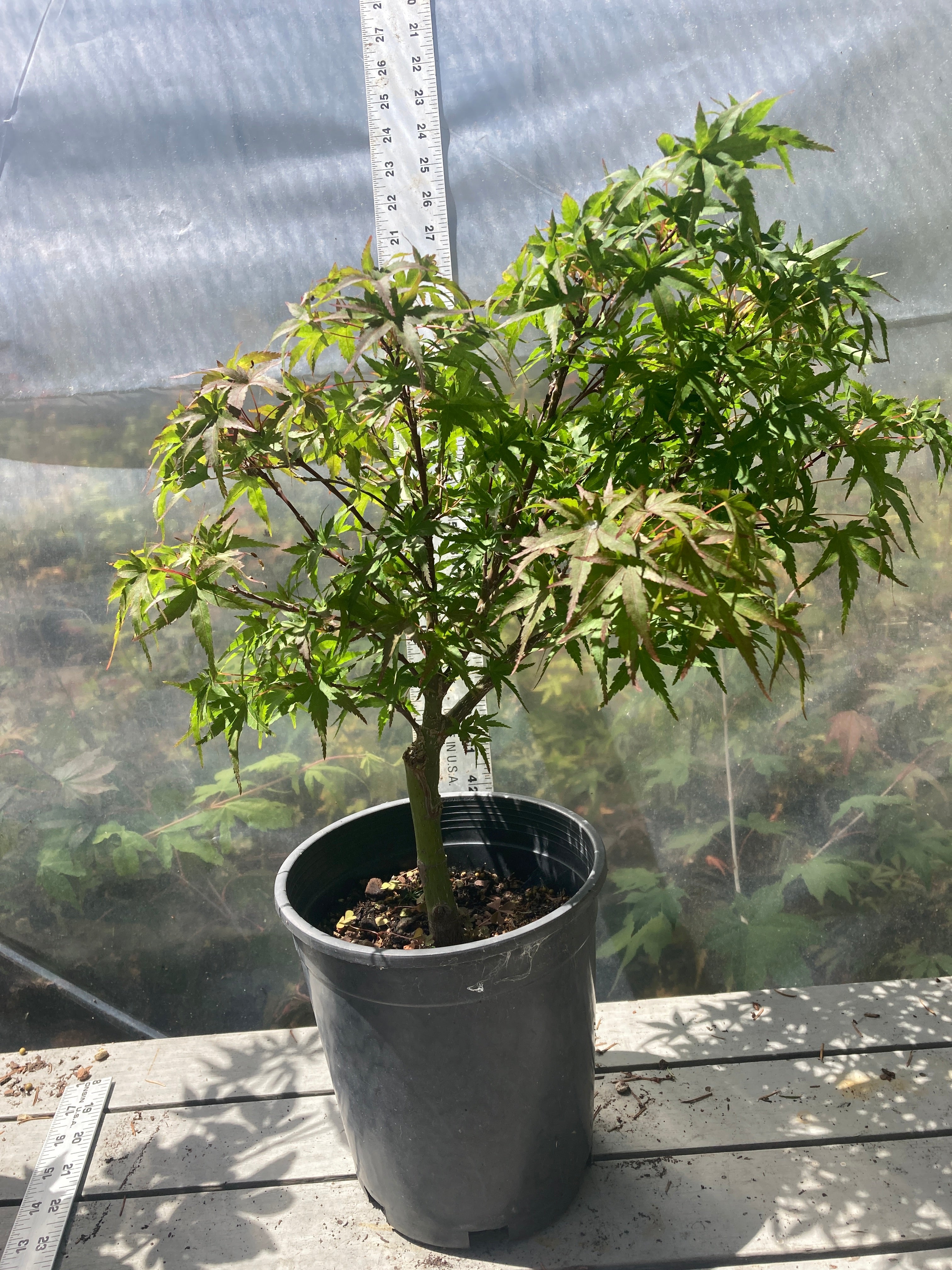 Sharp's Pygmy 3-4 Yr (#767)