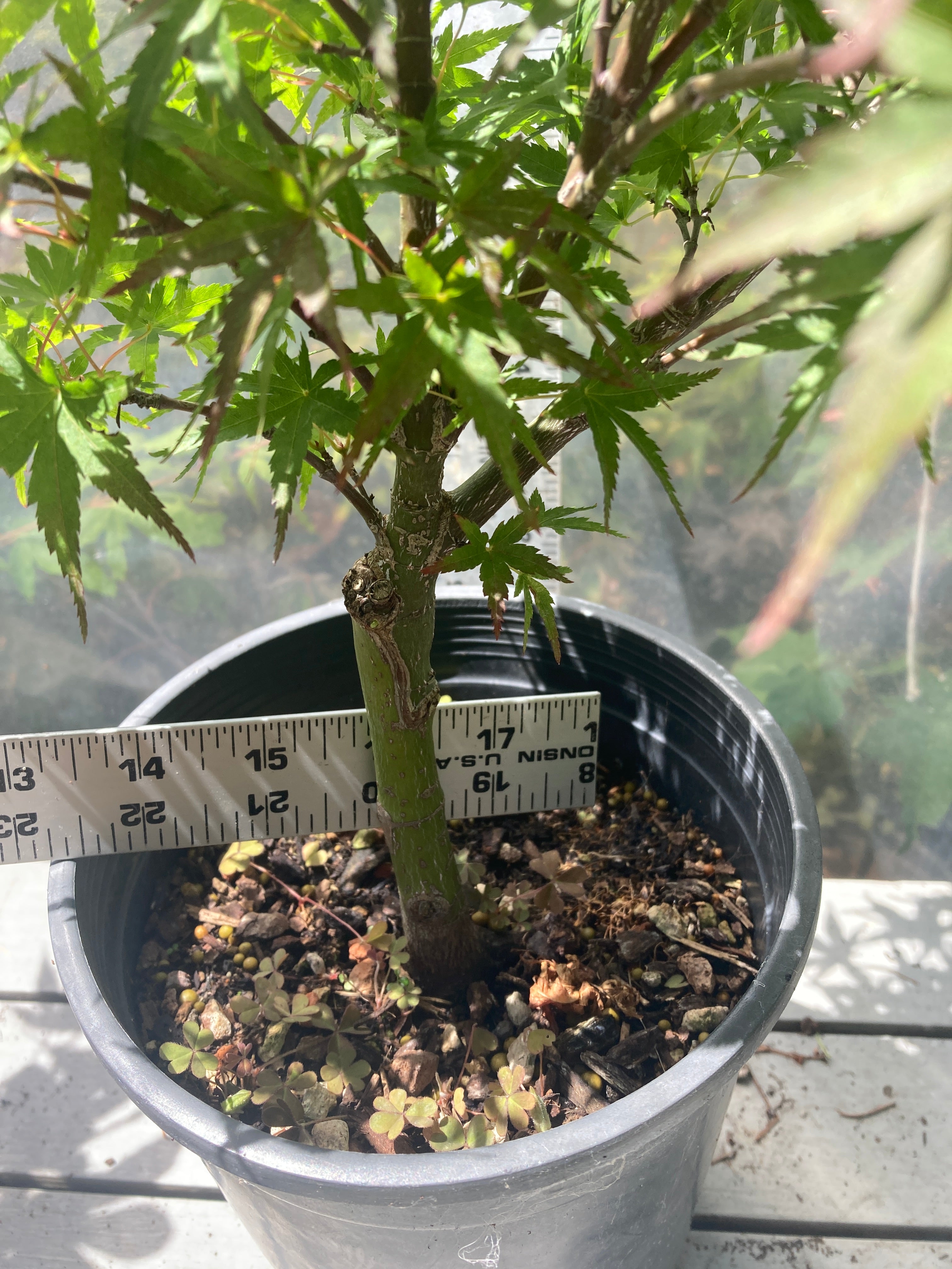 Sharp's Pygmy 3-4 Yr (#767)