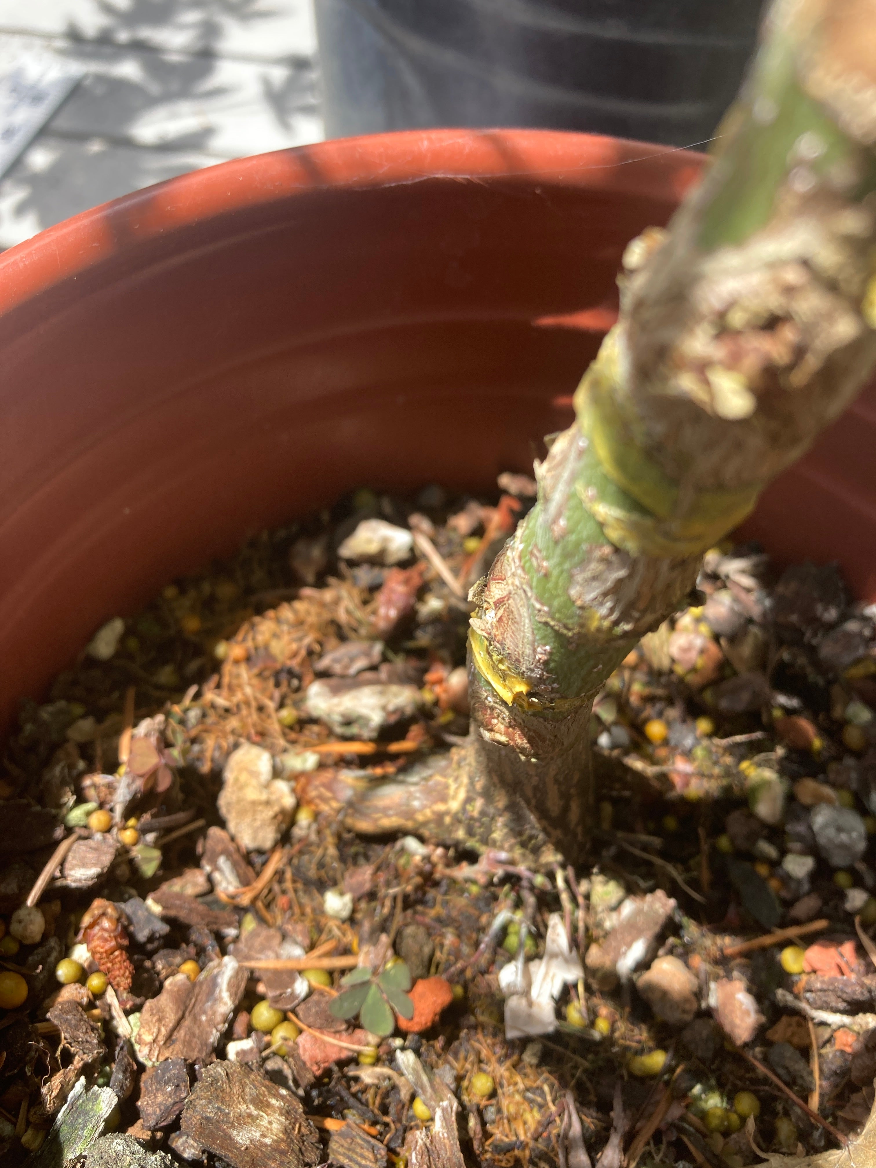 Arakawa Rough Bark Maple - Pre-Bonsai 3-4 Yr (#311)