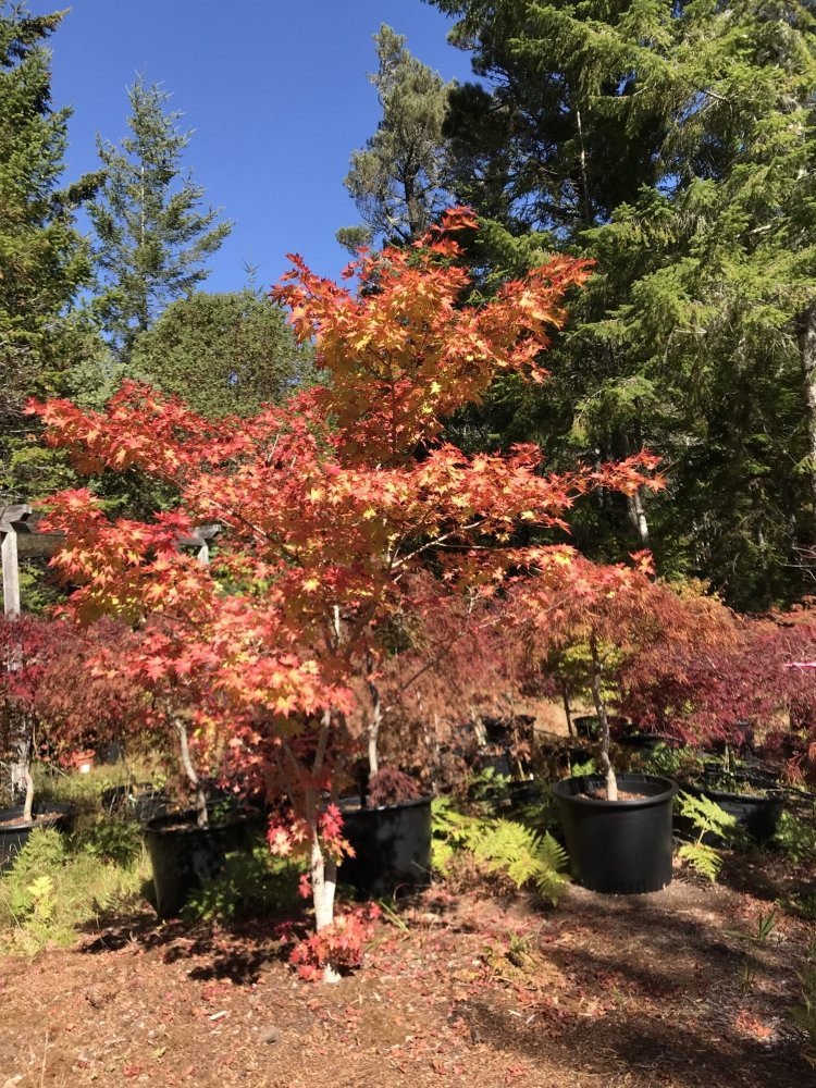 Acer sieboldianum - 6
