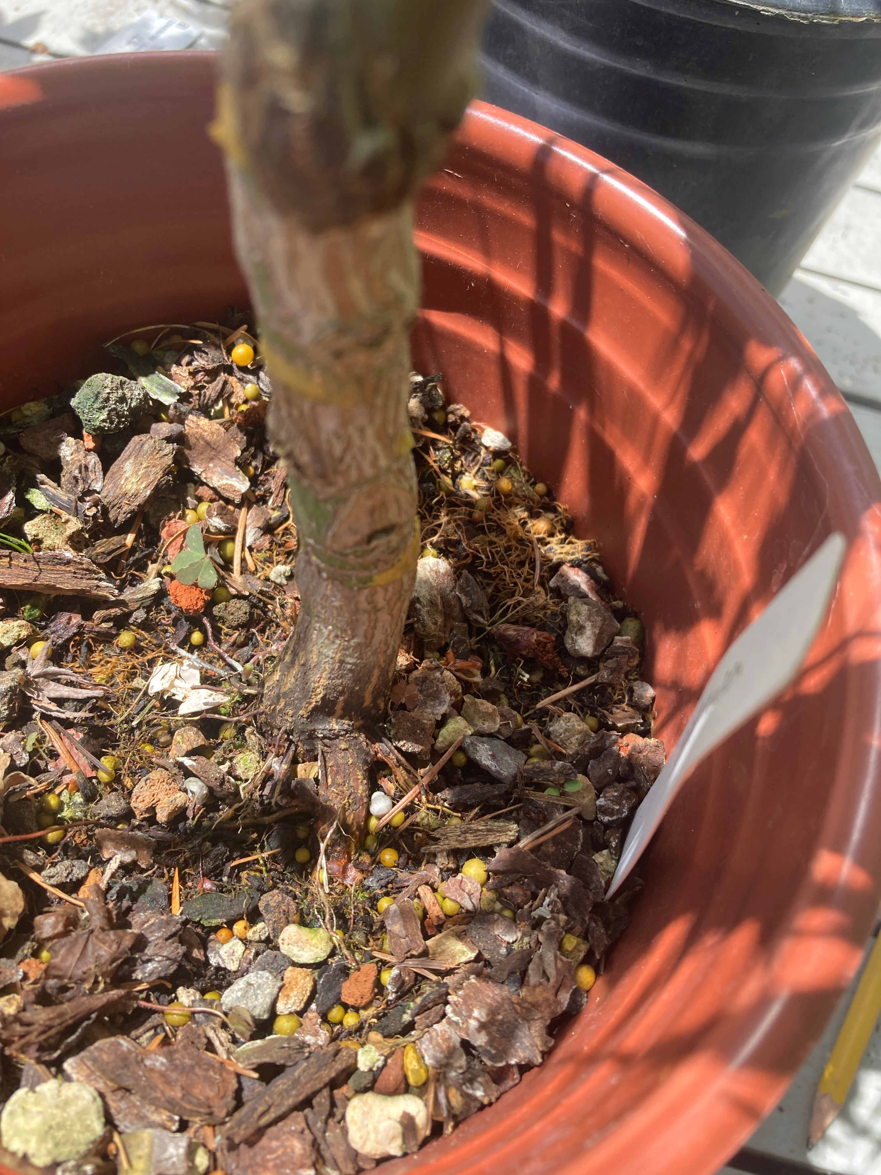 Arakawa Rough Bark Maple - Pre-Bonsai 3-4 Yr (#311)