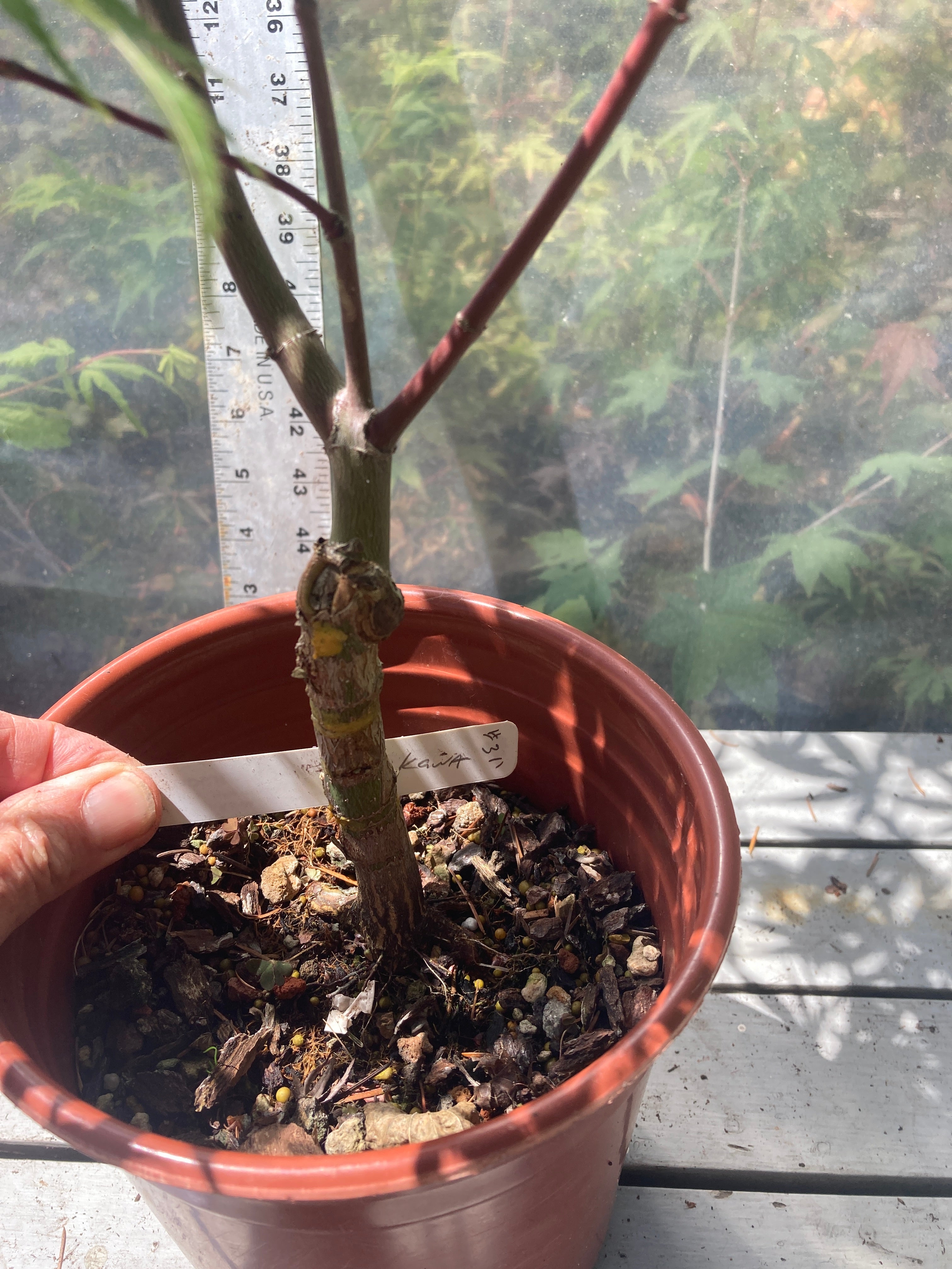 Arakawa Rough Bark Maple - Pre-Bonsai 3-4 Yr (#311)