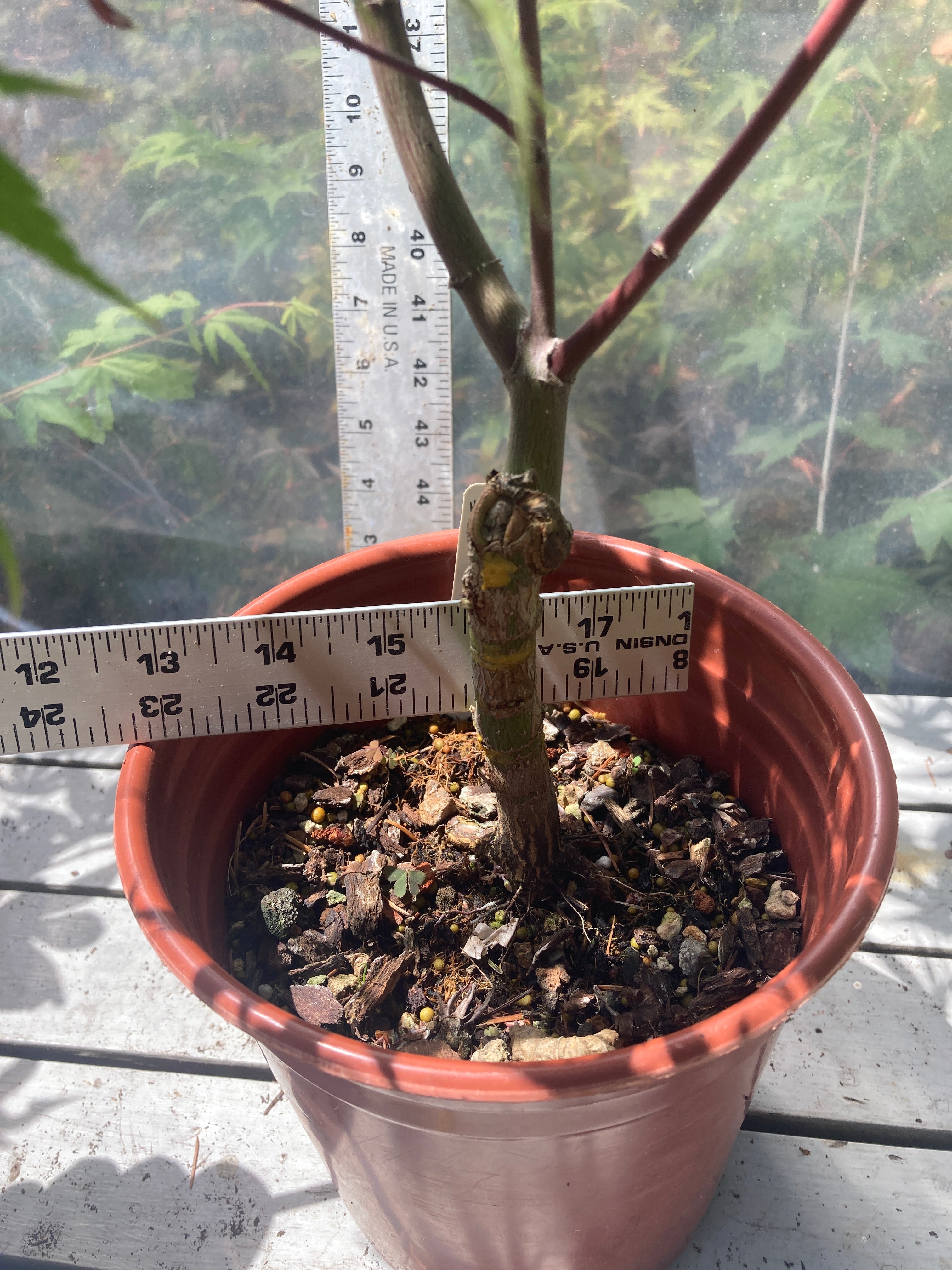 Arakawa Rough Bark Maple - Pre-Bonsai 3-4 Yr (#311)