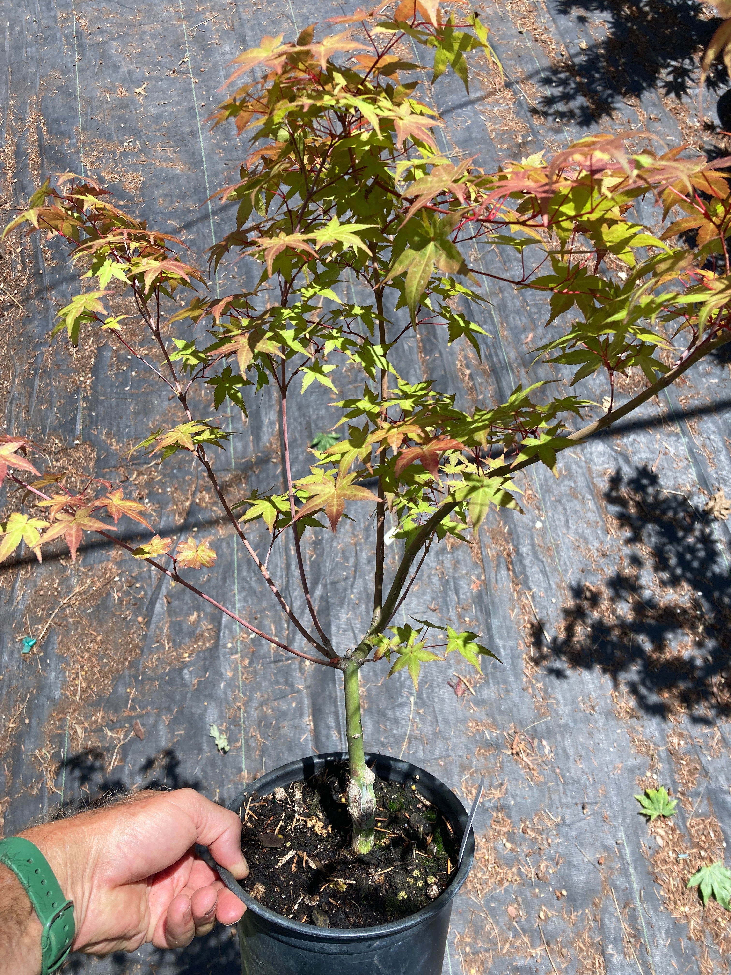 Beni Maiko Pre Bonsai 3-4 yr (#816)