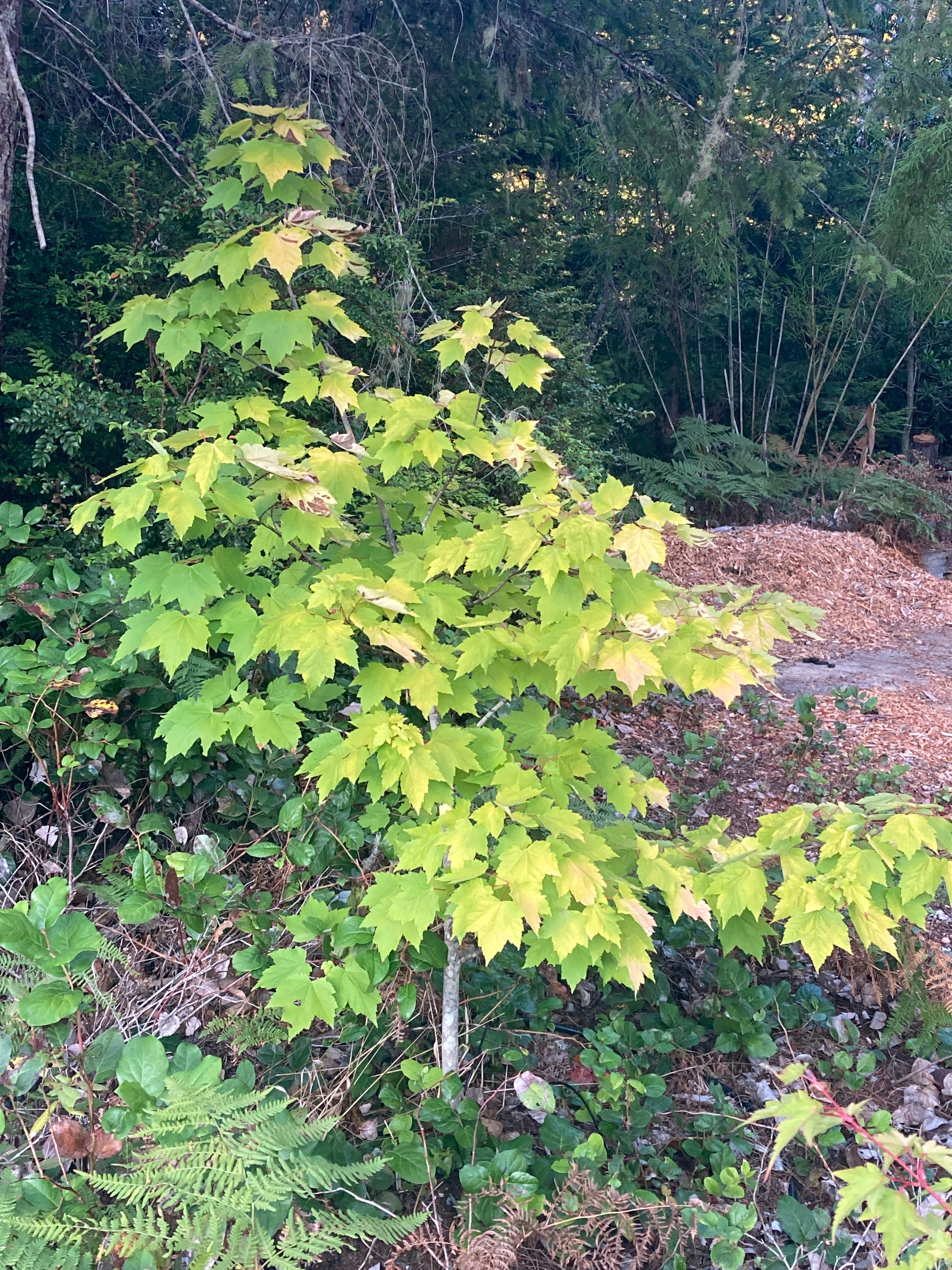 Shocking gold Acer rubrum in landscape