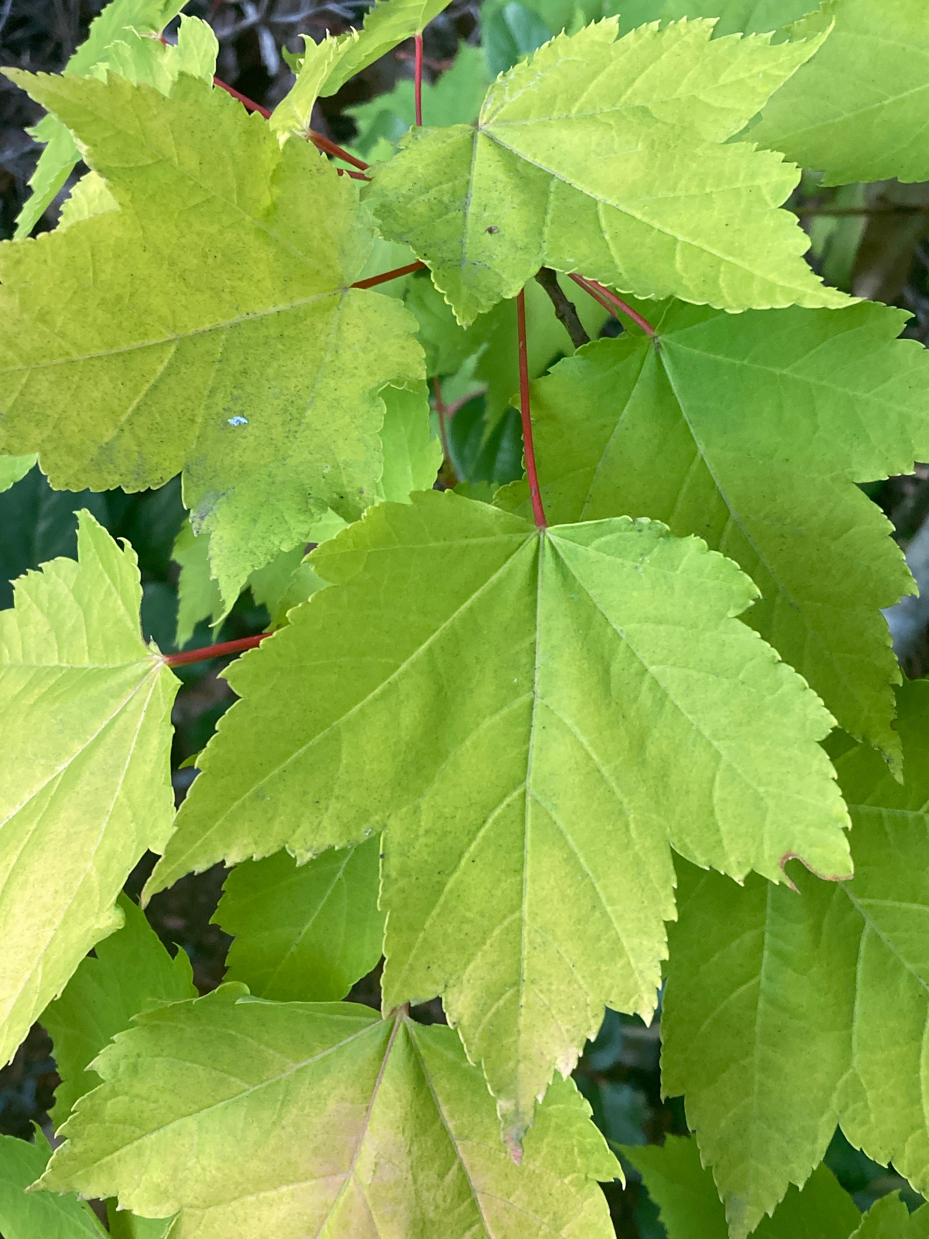 Shocking gold Acer rubrum