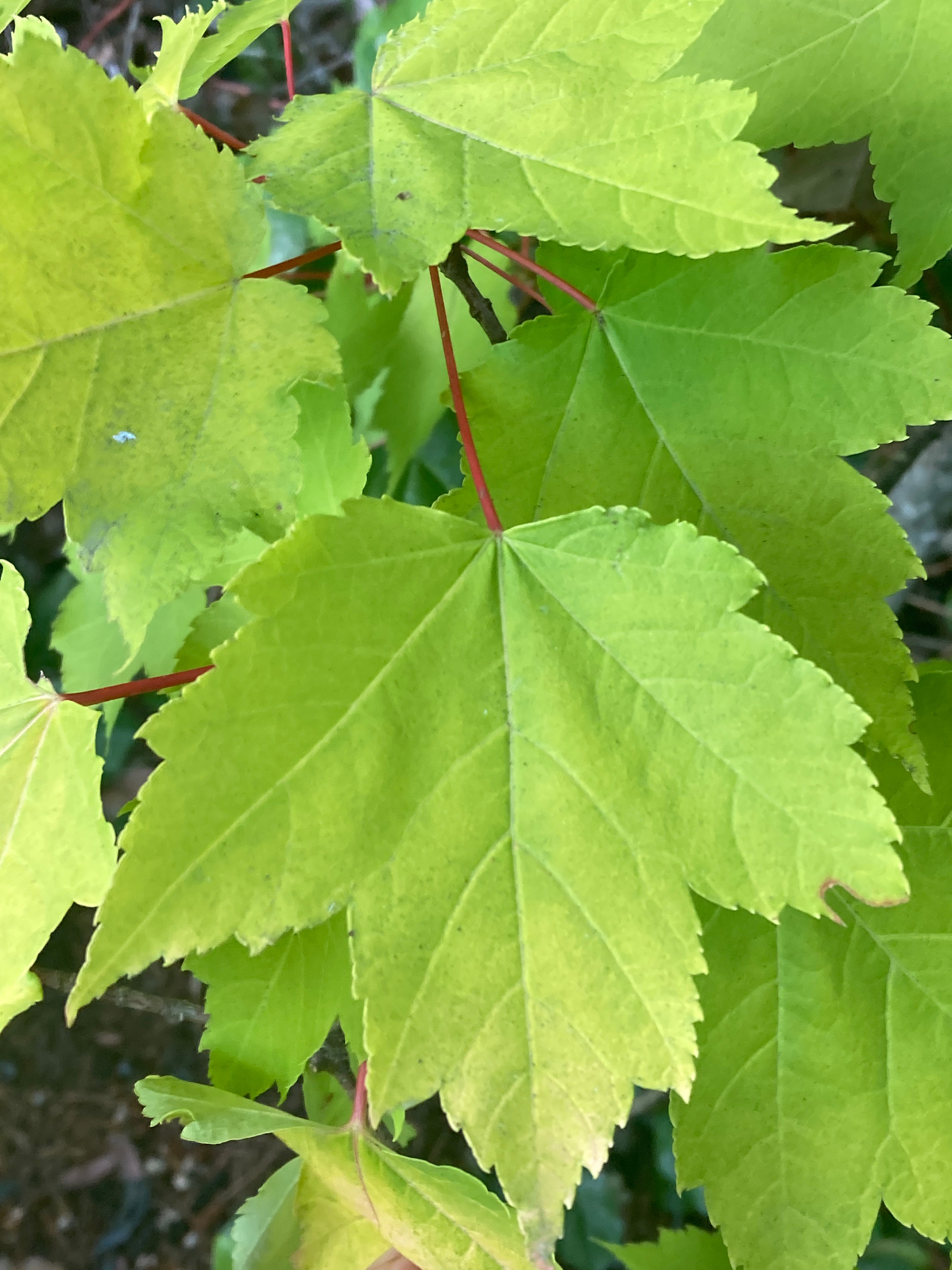 Shocking gold Acer rubrum