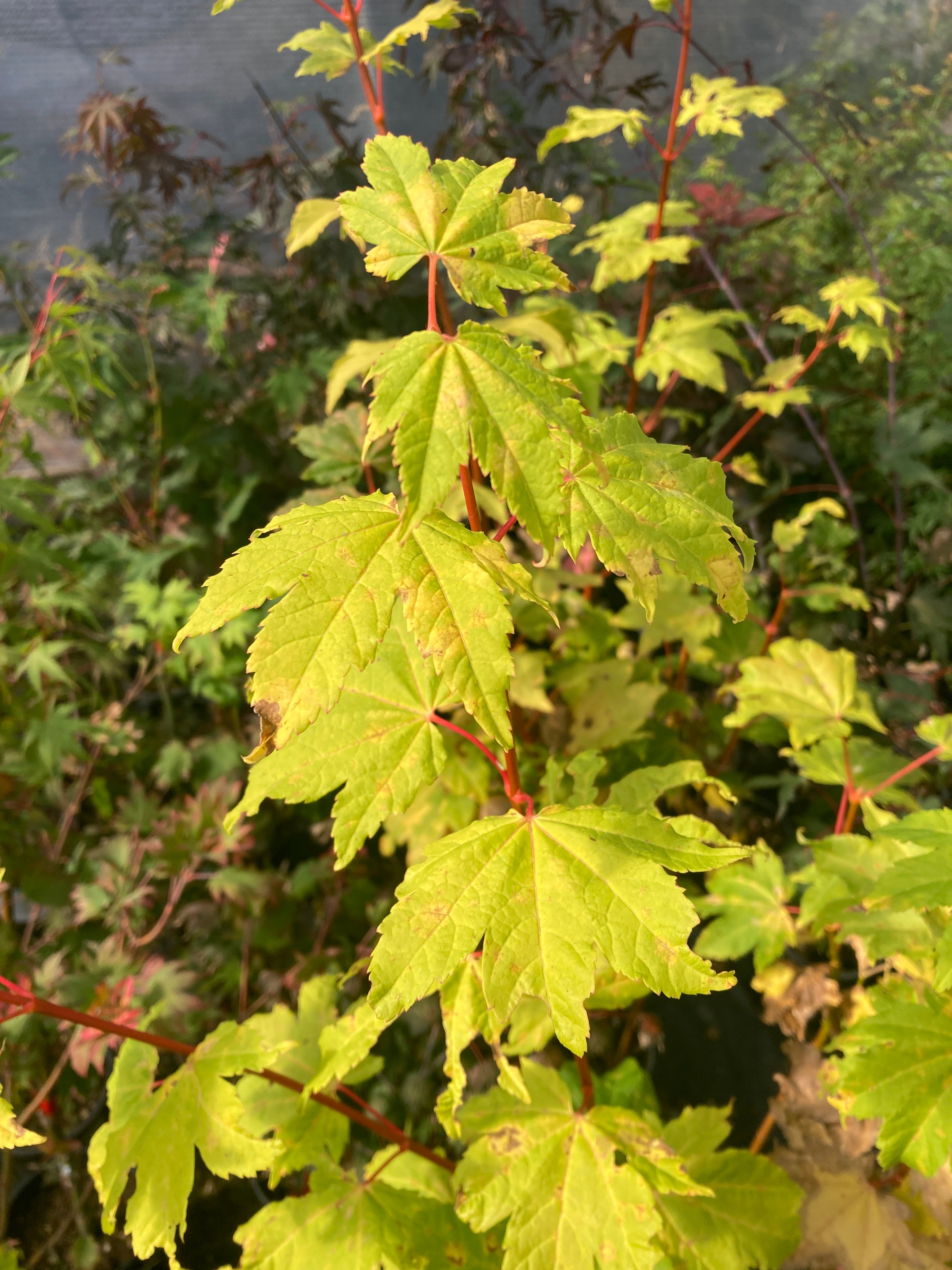 Acer circinatum Pacific Fire