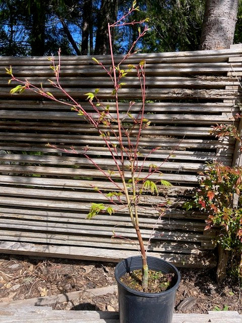 Sango Kaku (Coral Bark) 3-4 Yr Pre-Bonsai (#756)