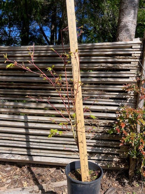 Sango Kaku (Coral Bark) 3-4 Yr Pre-Bonsai (#756)