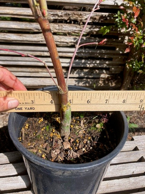 Sango Kaku (Coral Bark) 3-4 Yr Pre-Bonsai (#756)