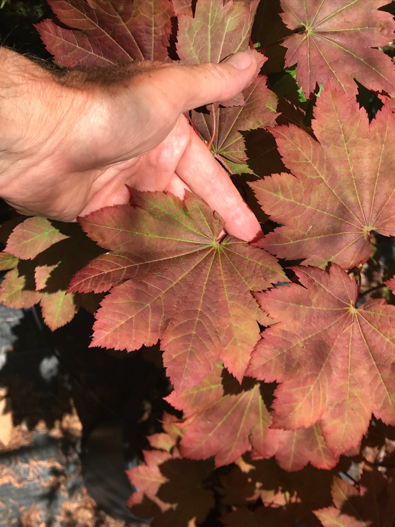 A. japonicum Aka Omote