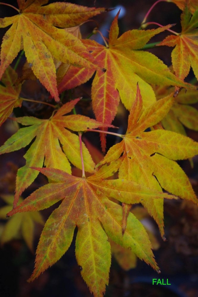 Iijima sunago - Fall