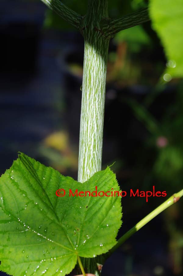 Acer tegmentosum Joe Witt