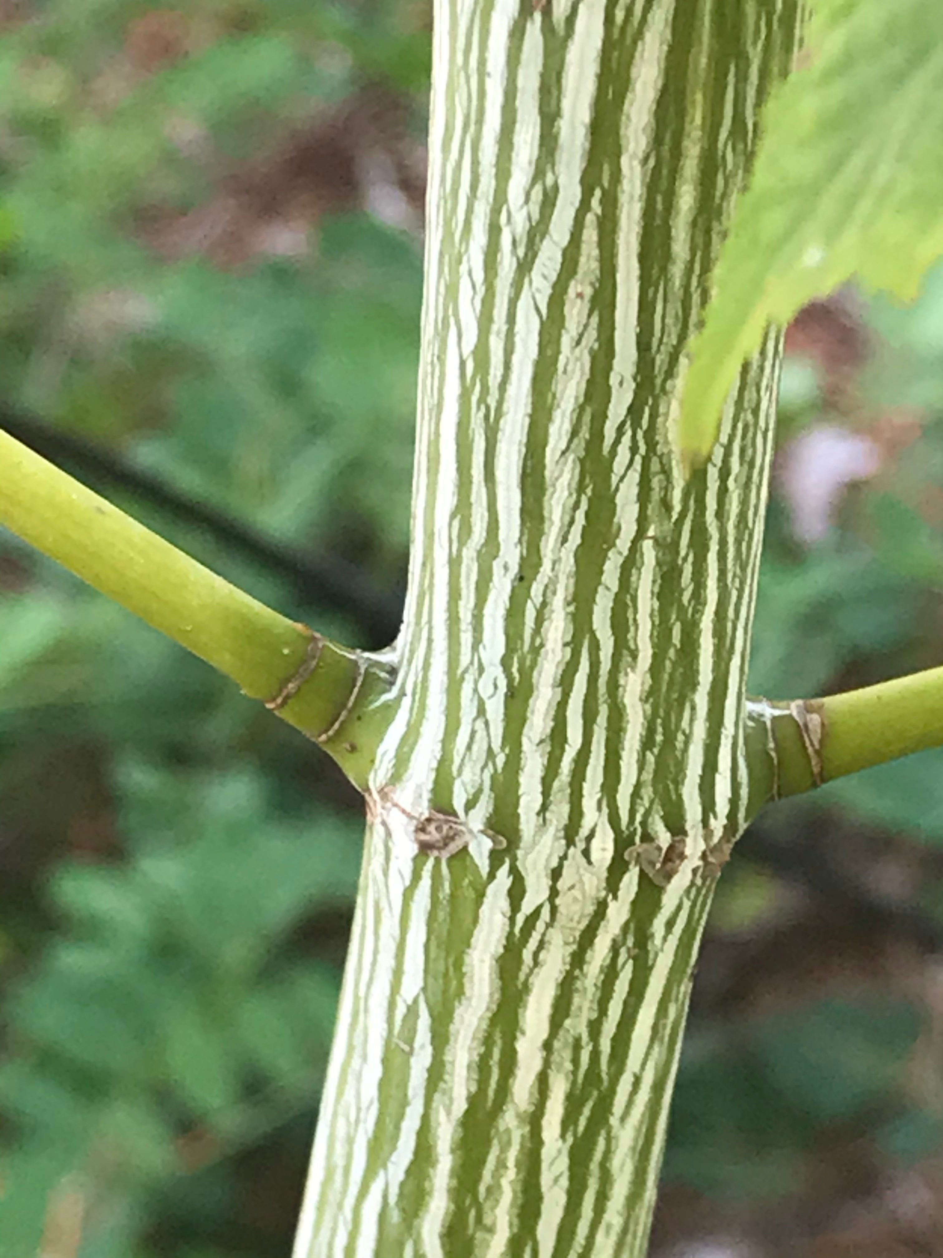 Acer tegmentosum Joe Witt