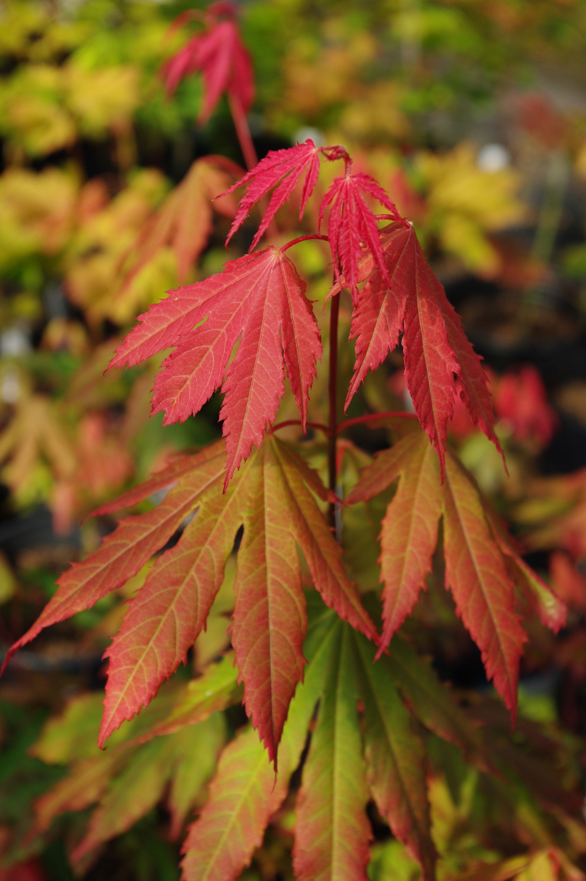 Acer circinatum Ki setsudoe – Mendocino Maples Nursery