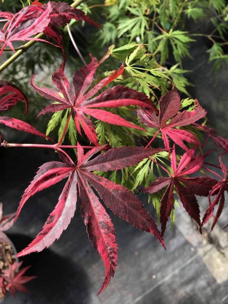 Lilee Anne's Jewel - 2