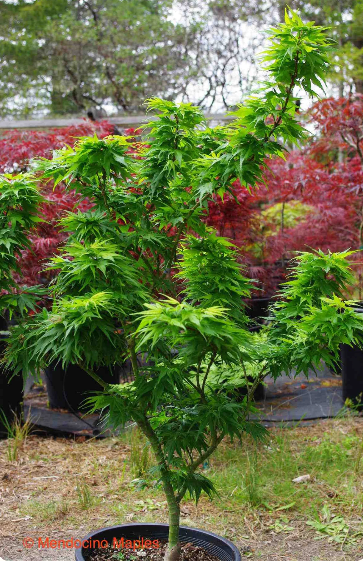 Dwarf Japanese Maple trees for containers and small gardens - Mendocino Maples Nursery