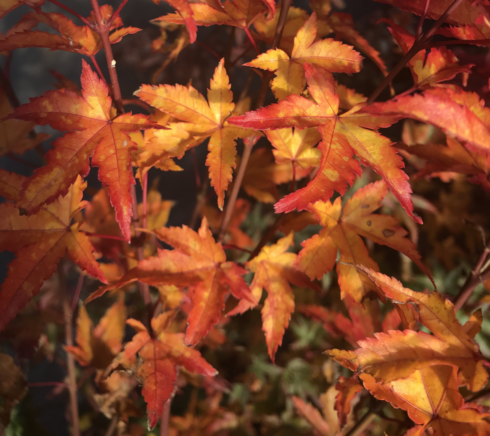 Murasaki kiyohime - Fall