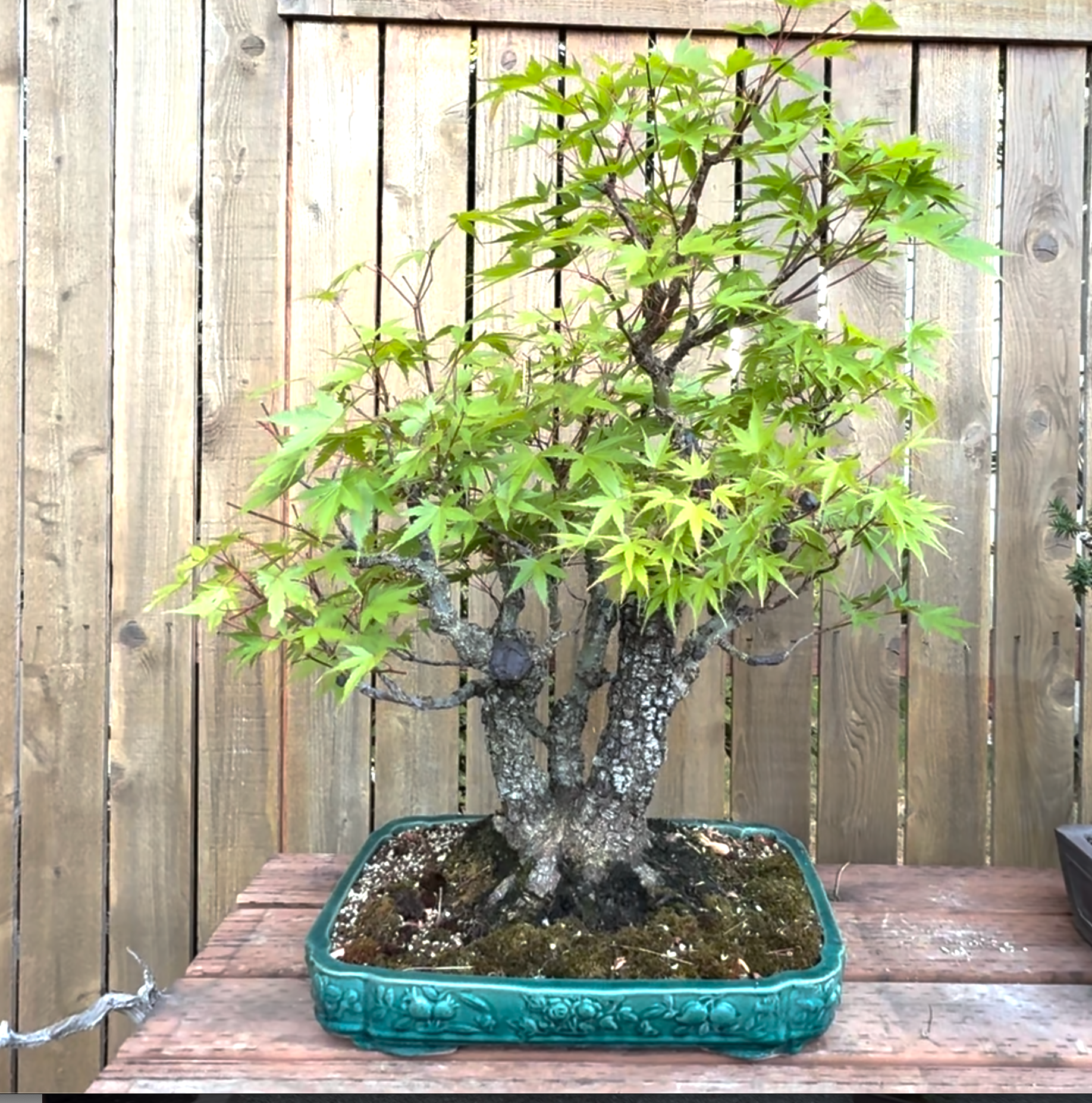 Pine Bark Maple Nishiki gawa