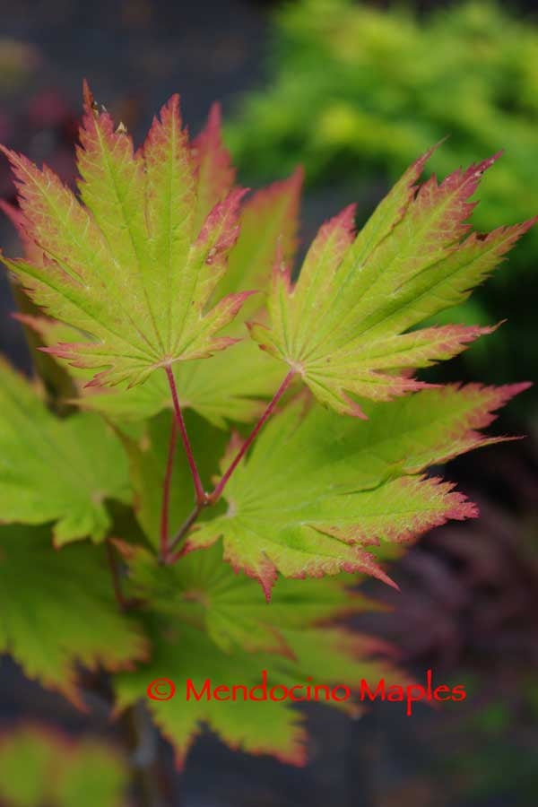 A. japonicum O isami