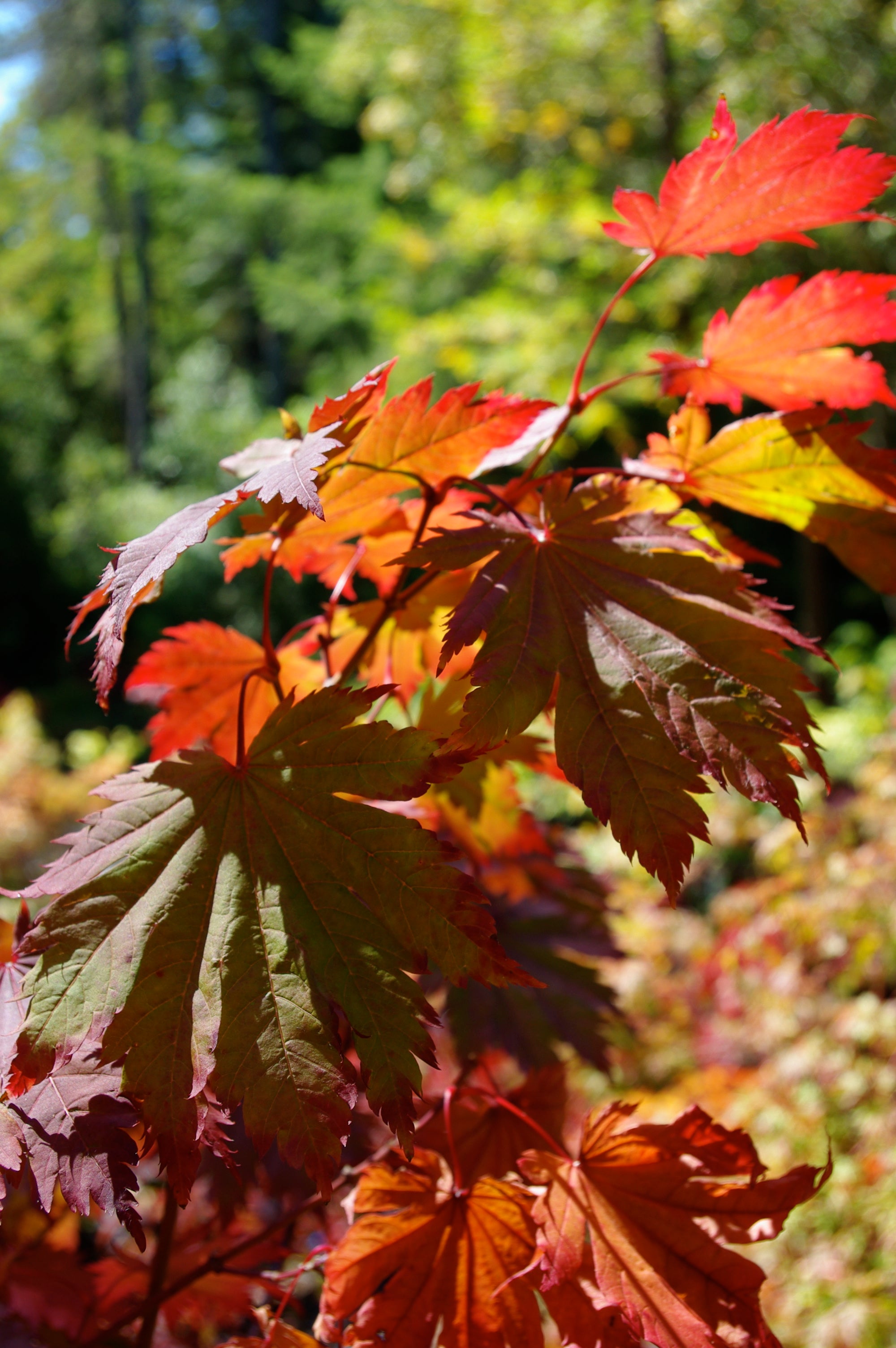 A. japonicum O isami