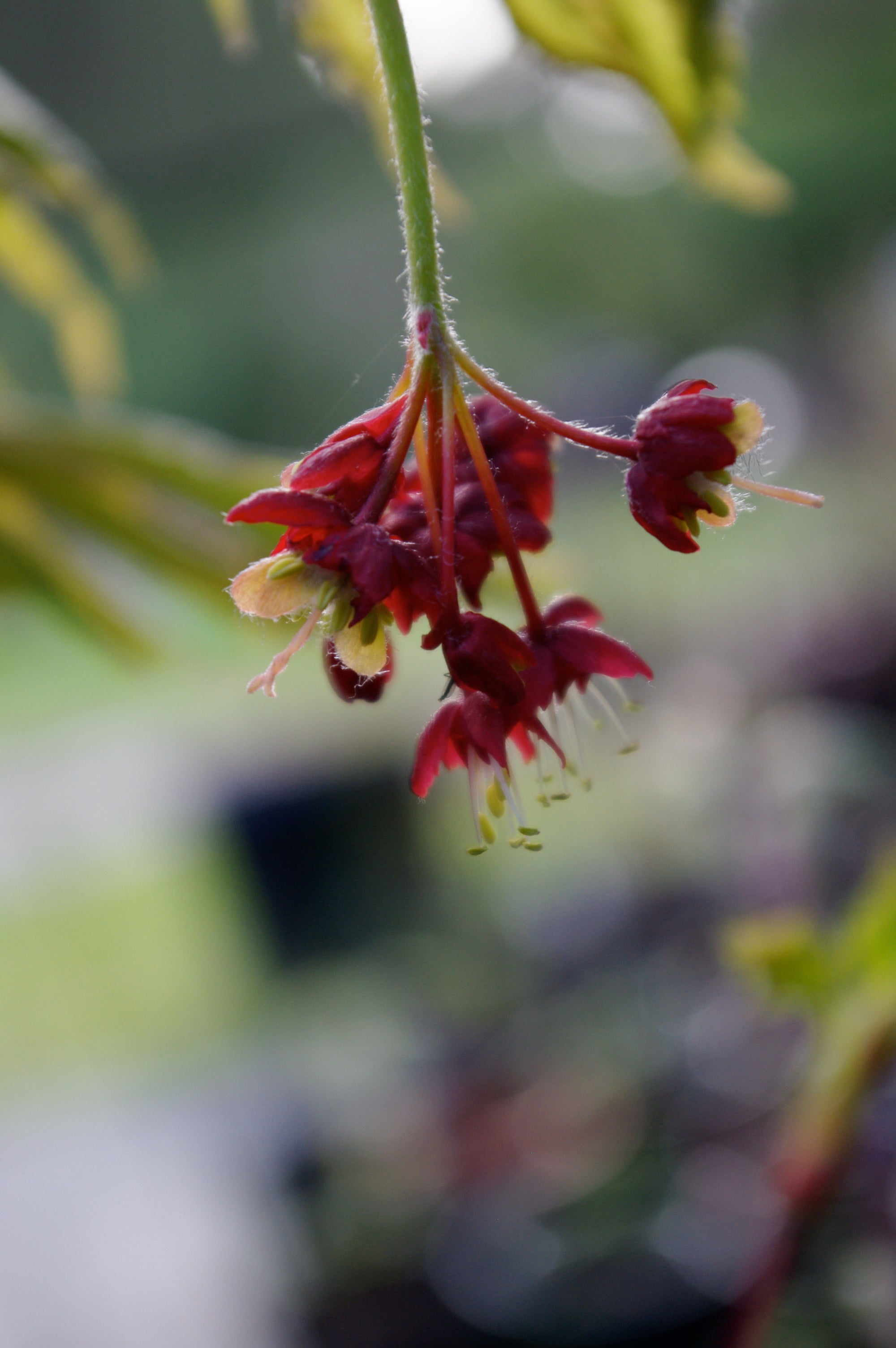 A. japonicum O isami