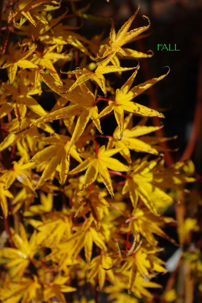 Okushimo - 2