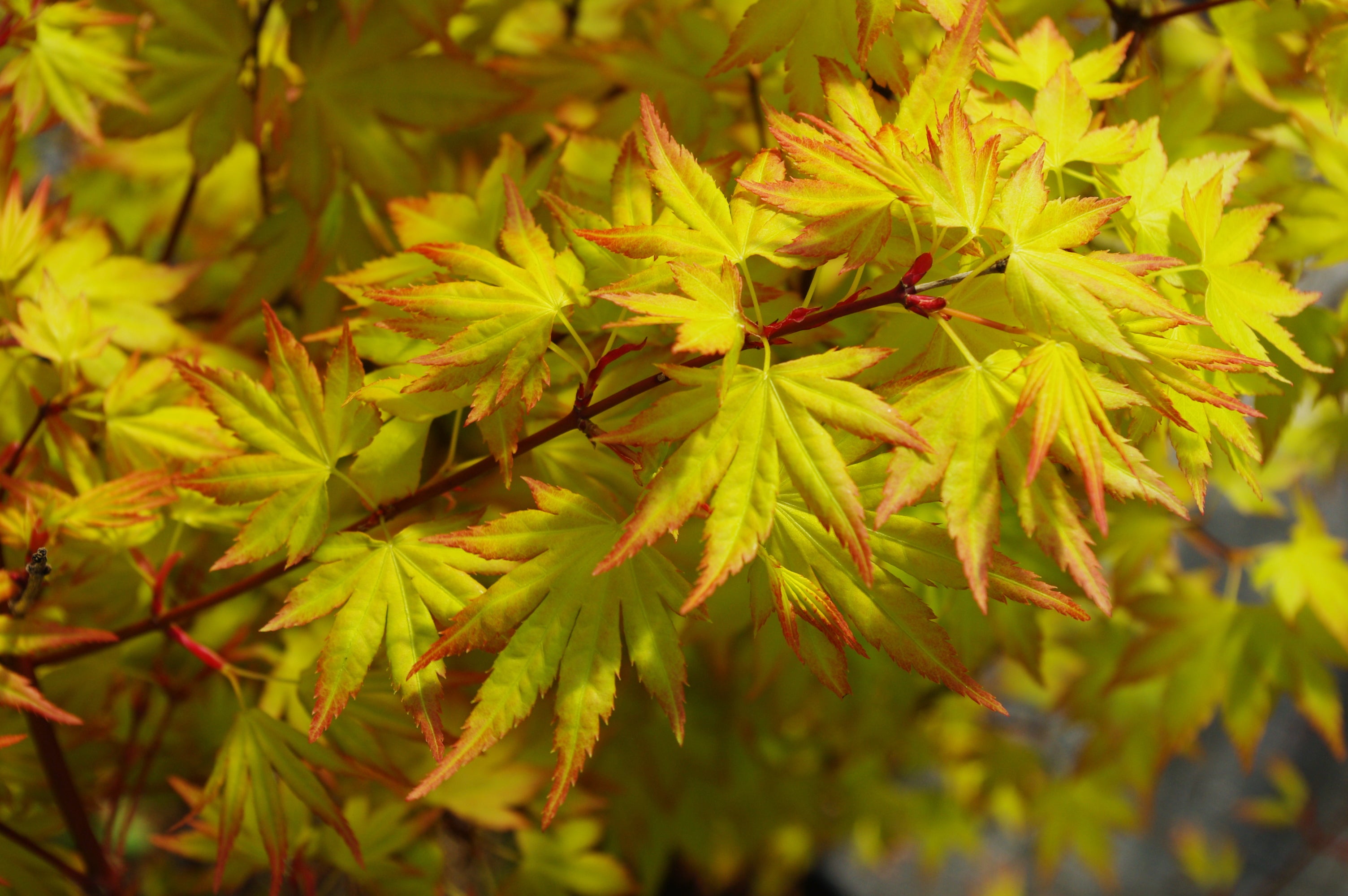 Orange Dream Japanese Maple lime yellow summer foliage - Mendocino Maples Nursery
