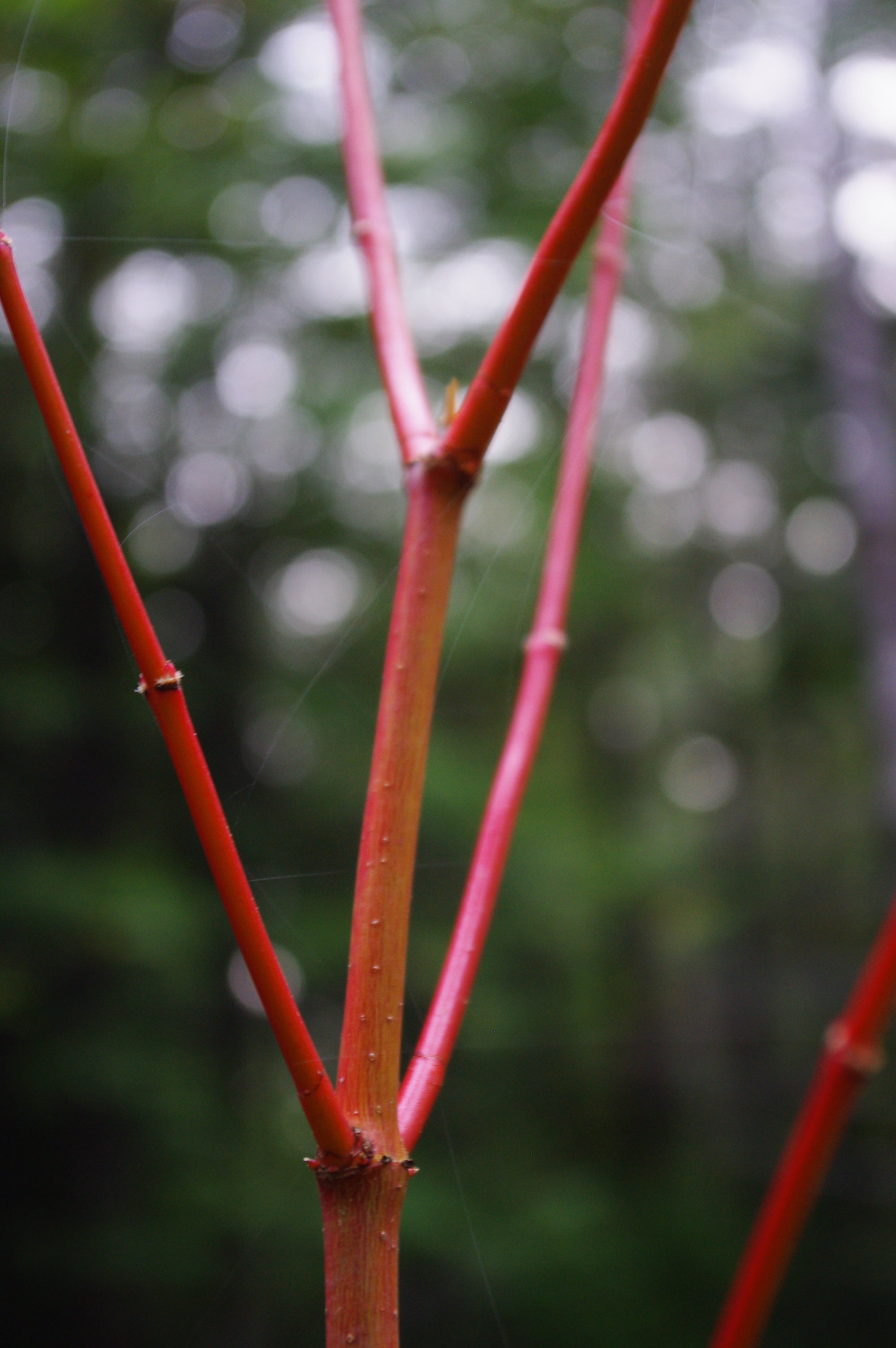 Acer circinatum Pacific Fire