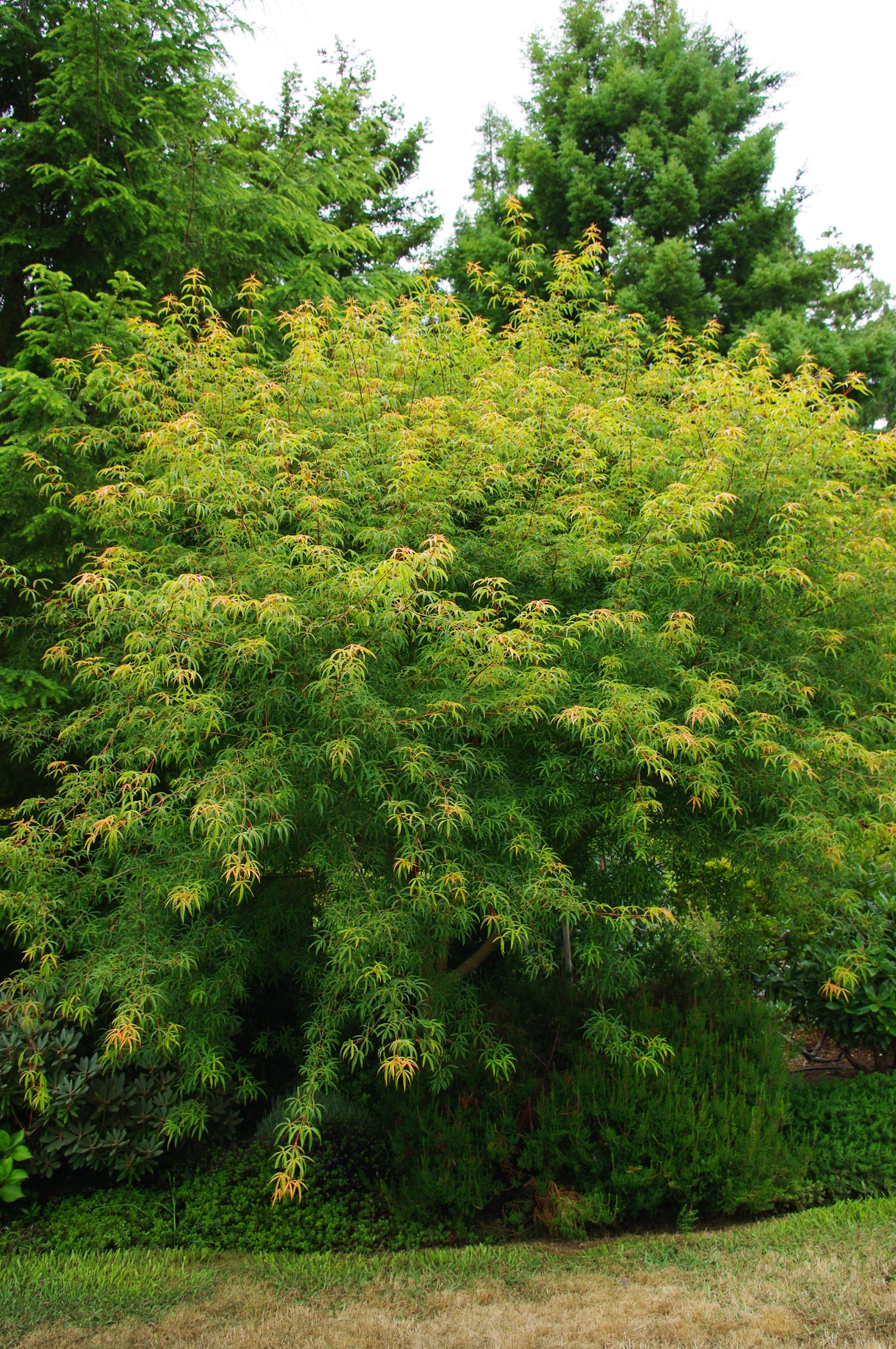 Acer pentaphyllum
