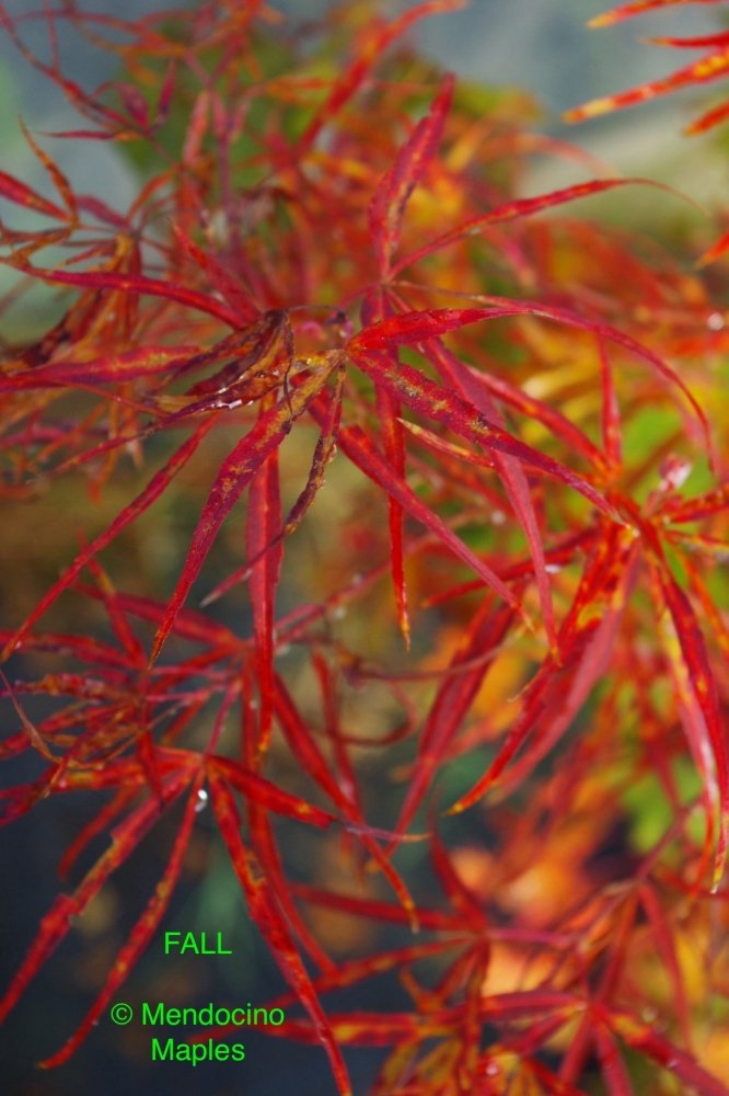 Red Pygmy - Fall