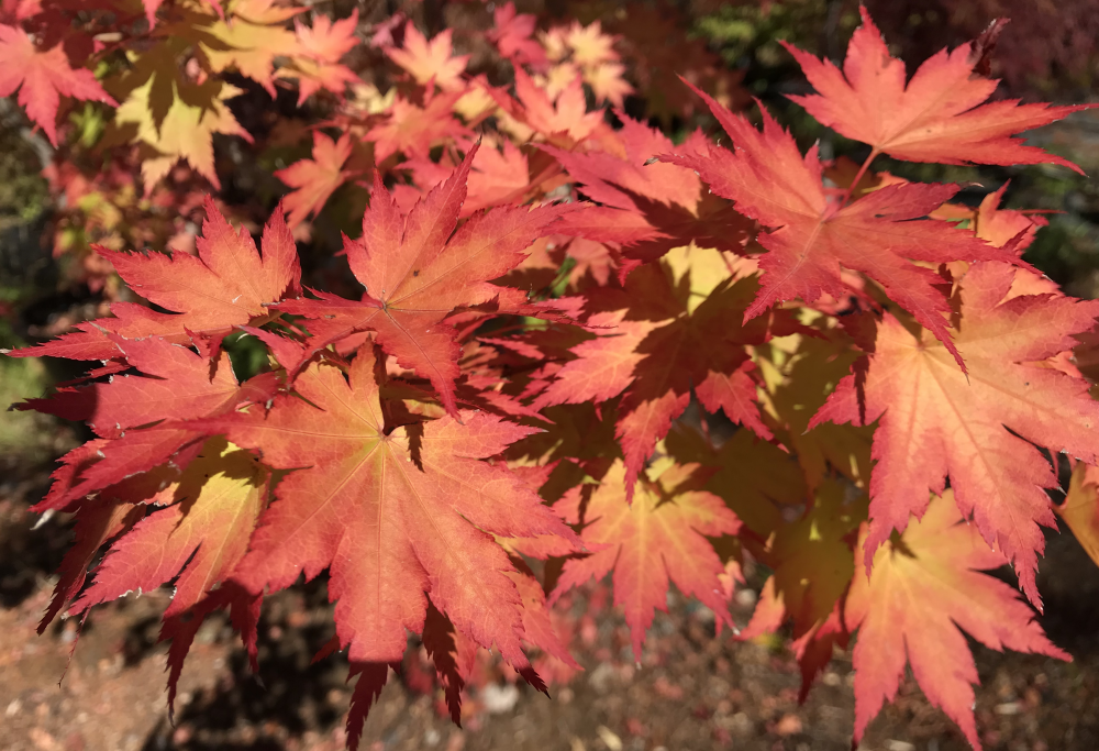 Acer sieboldianum - 3