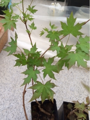 Purple Blow Maple bonsai starts