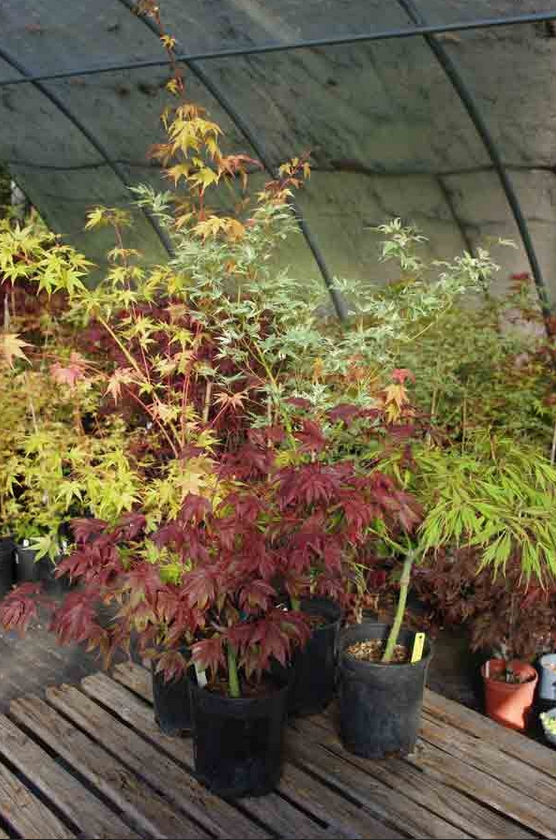 Japanese Maple Grab Bag 1 gallon