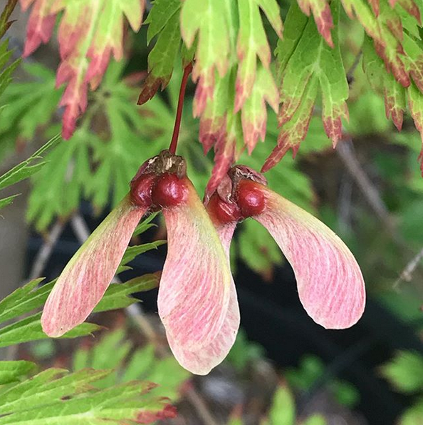 Japanese Maple Seeds